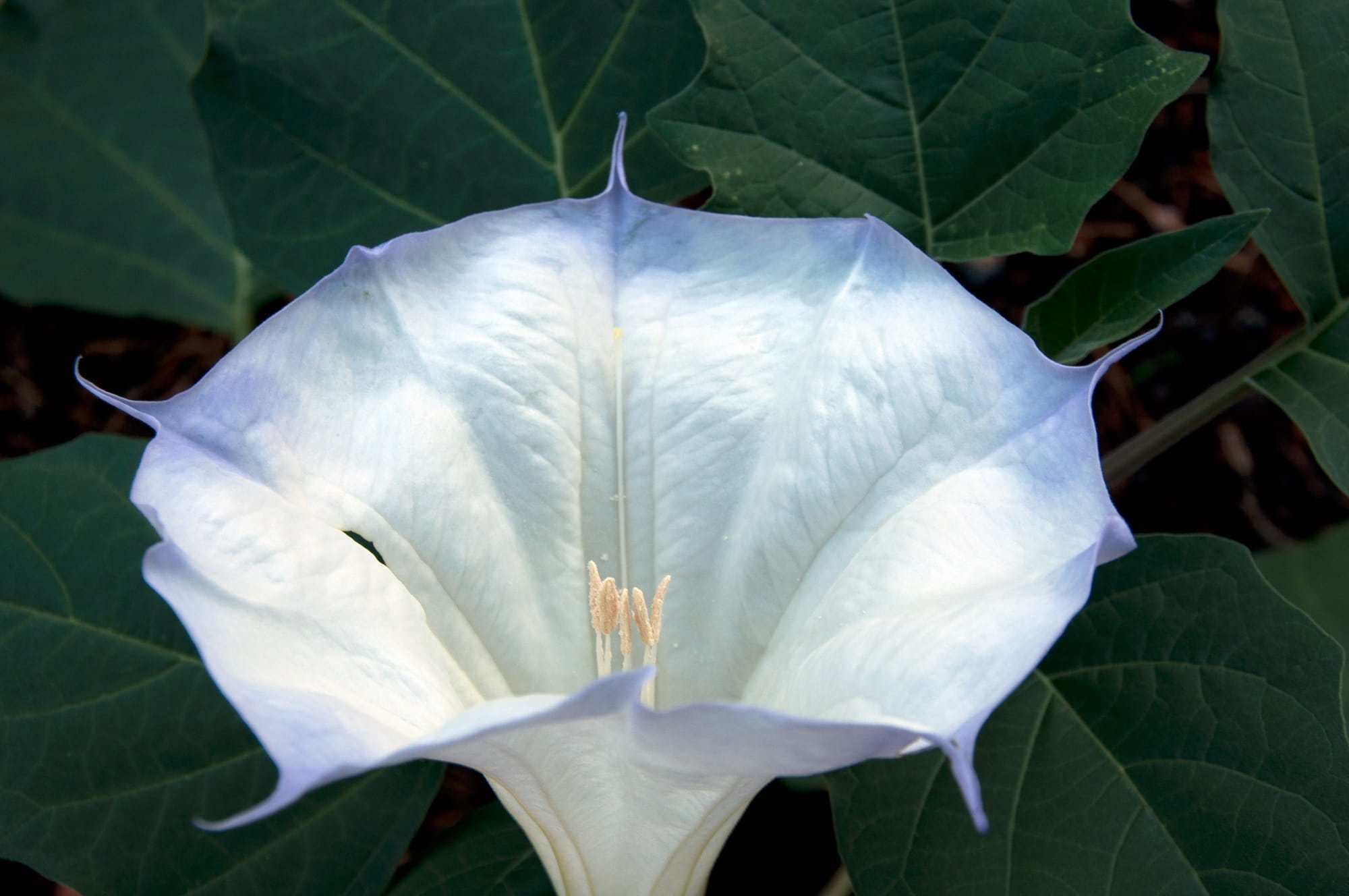 close-up, leaf, bloom, flower, flower head, growth, angels trumpet, vulnerability, 1080P, no people, freshness, poisonous, datura wrightii, inflorescence, HD Wallpaper