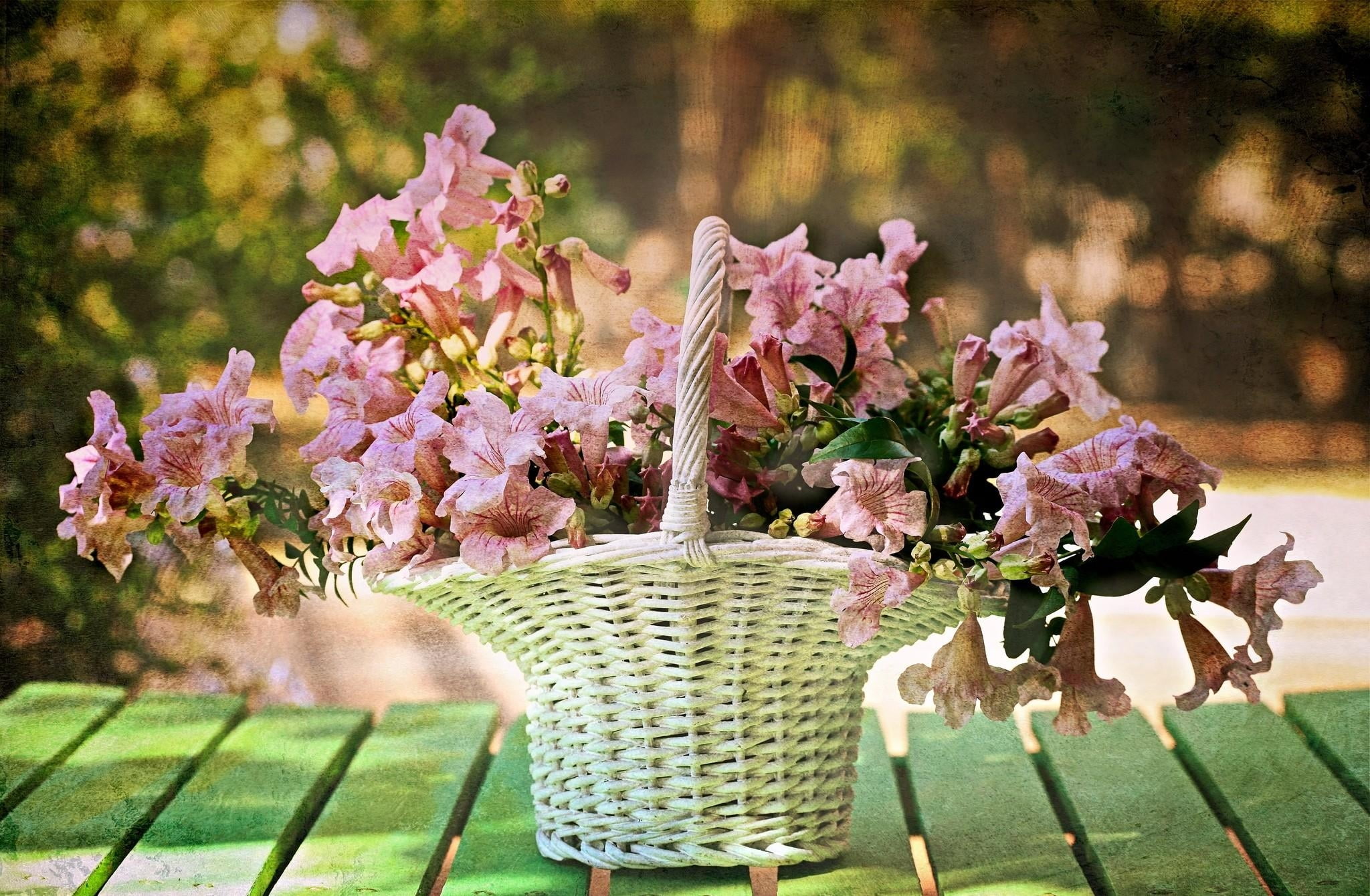 hydrangea, park - Man Made Space, flowers, close-up, basket, multi Colored, no People, growth, trumpet, arrangement, bouquet, vulnerability, vase, botany, HD Wallpaper