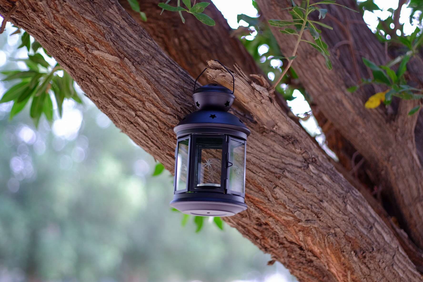 day, ramadan, branch, architecture, lantern, plant, trunk, nature, tree, hanging, 720P, lighting equipment, electric lamp, growth, building exterior, no people, HD Wallpaper