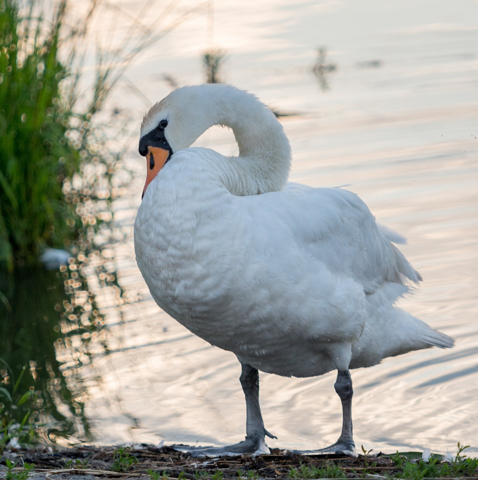 life, sun, wildlife, animals in the wild, spring, animal themes, morning, swan, no people, light, young, beak, close-up, feather, white, water bird, white color, Phone HD Wallpaper