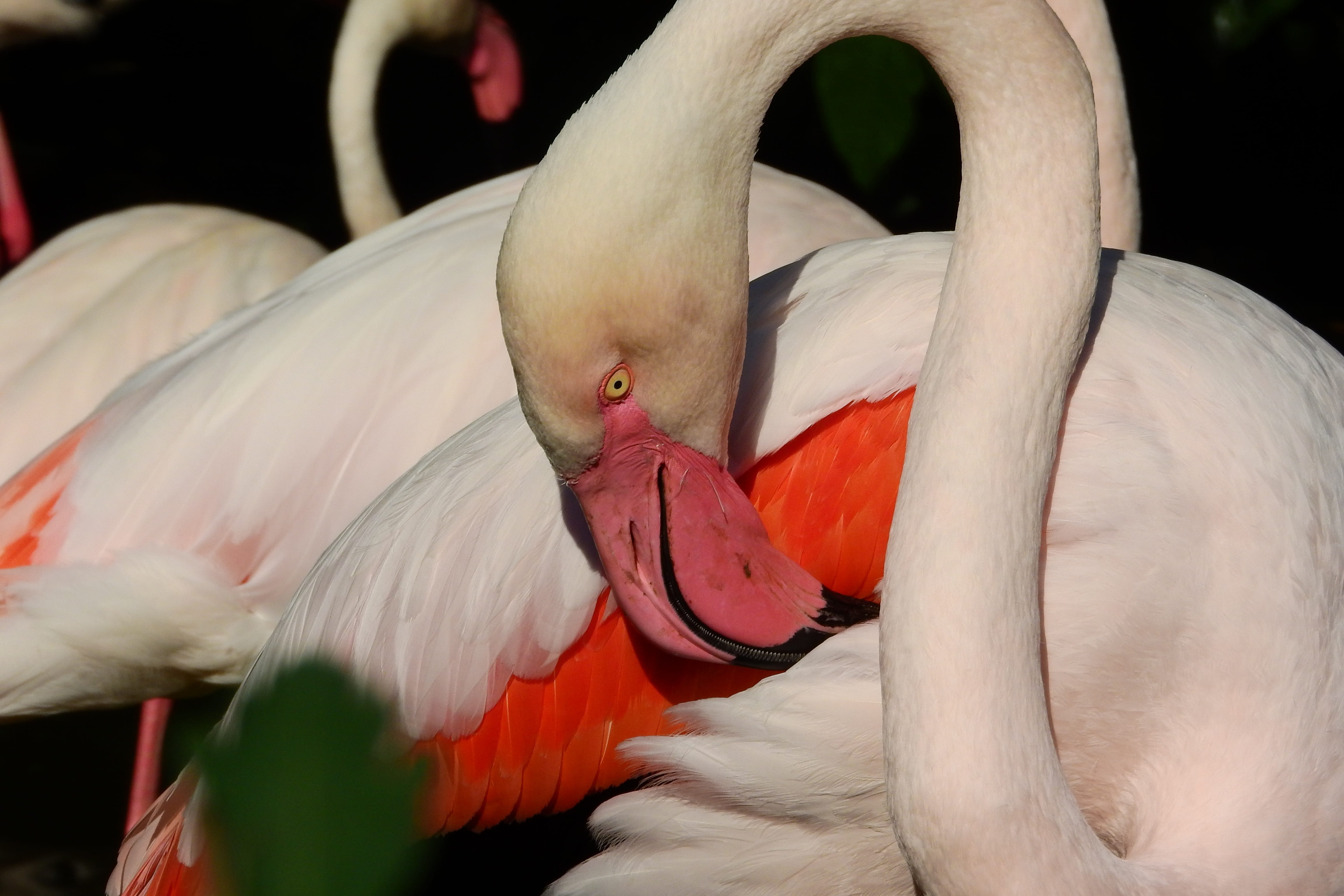 bird, animal body part, animal neck, animal wildlife, pink color, roseus, focus on foreground, animal, close-up, flamingo pink, animal themes, 4K, one animal, HD Wallpaper