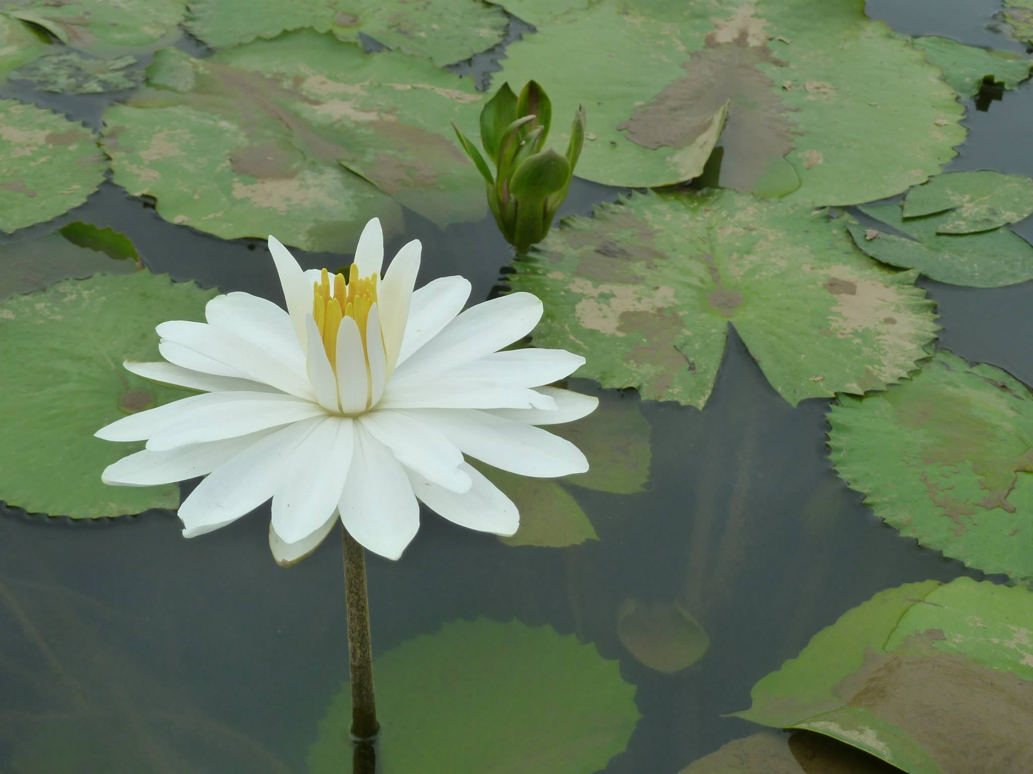 vulnerability, green color, floating on water, plant part, petal, pollen, fragility, freshness, flower head, white, inflorescence, beauty in nature, lake, HD Wallpaper