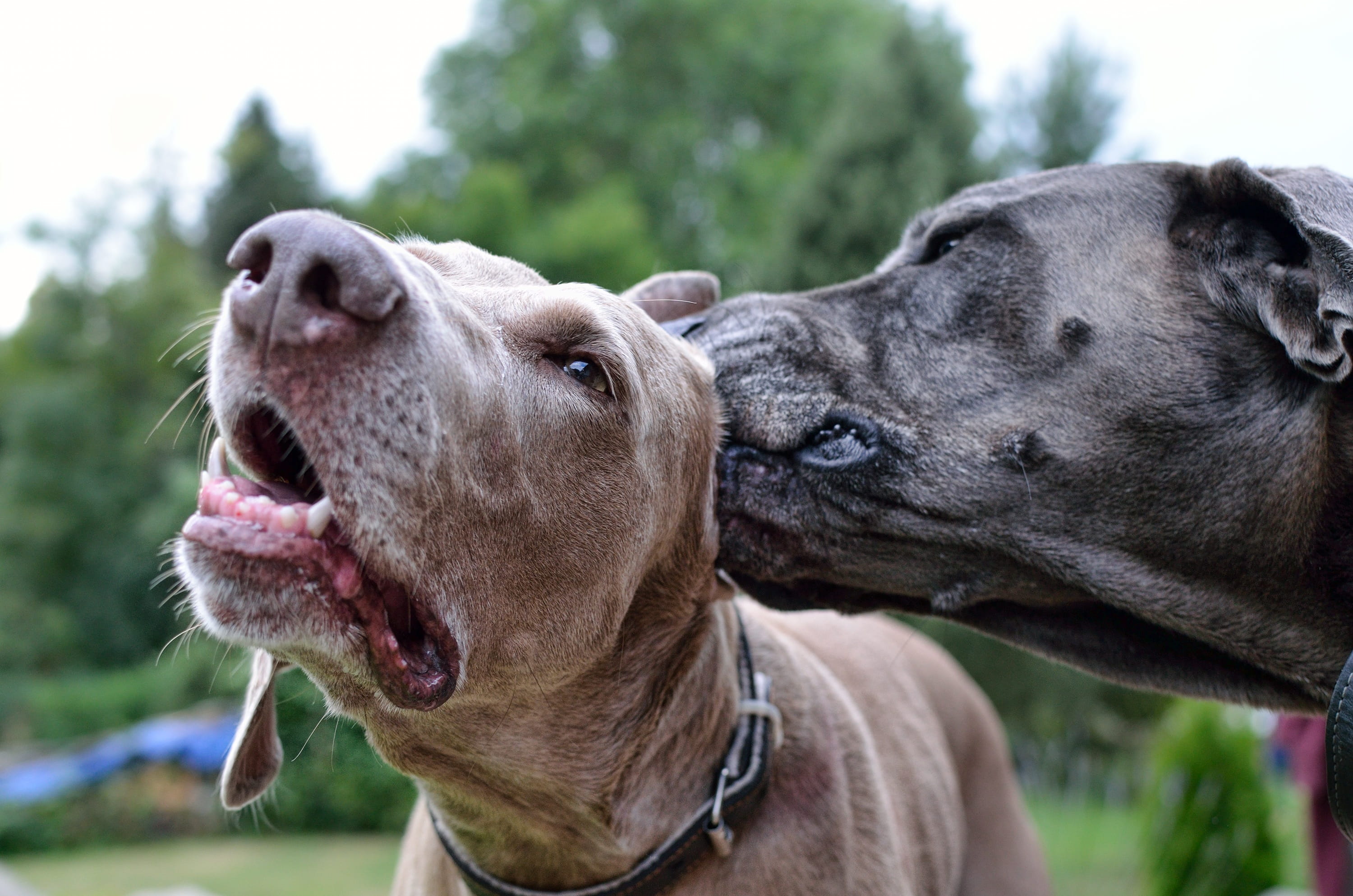 dog cleansing, domestic animals, focus on foreground, pets, mammal, vertebrate, close-up, animal themes, no people, dog, mouth open, animal head, one animal, HD Wallpaper