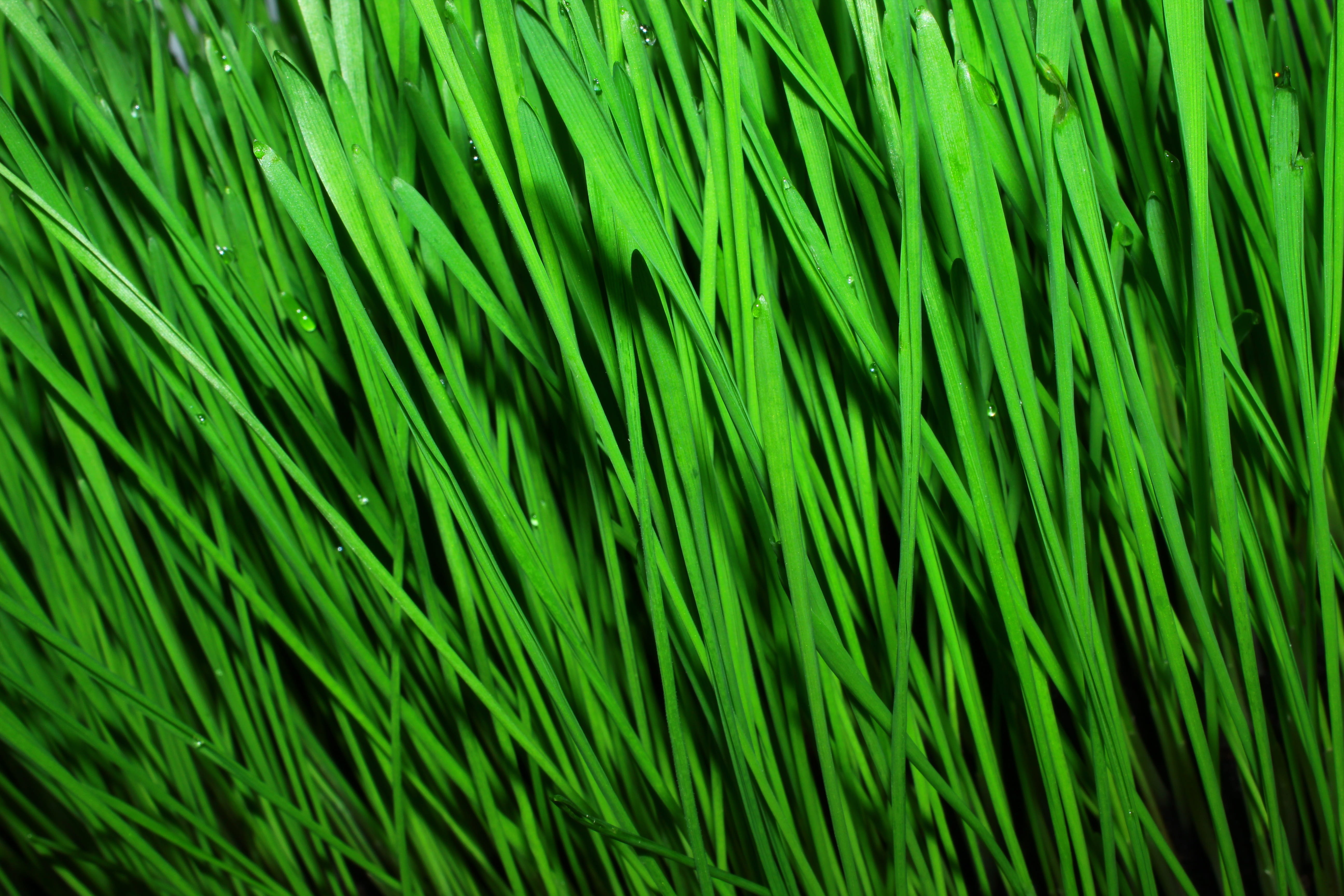 foliage, lush foliage, no people, health, green color, textured, wheat, abstract, directly above, environment, proper nutrition, body, backgrounds, cleansing, HD Wallpaper