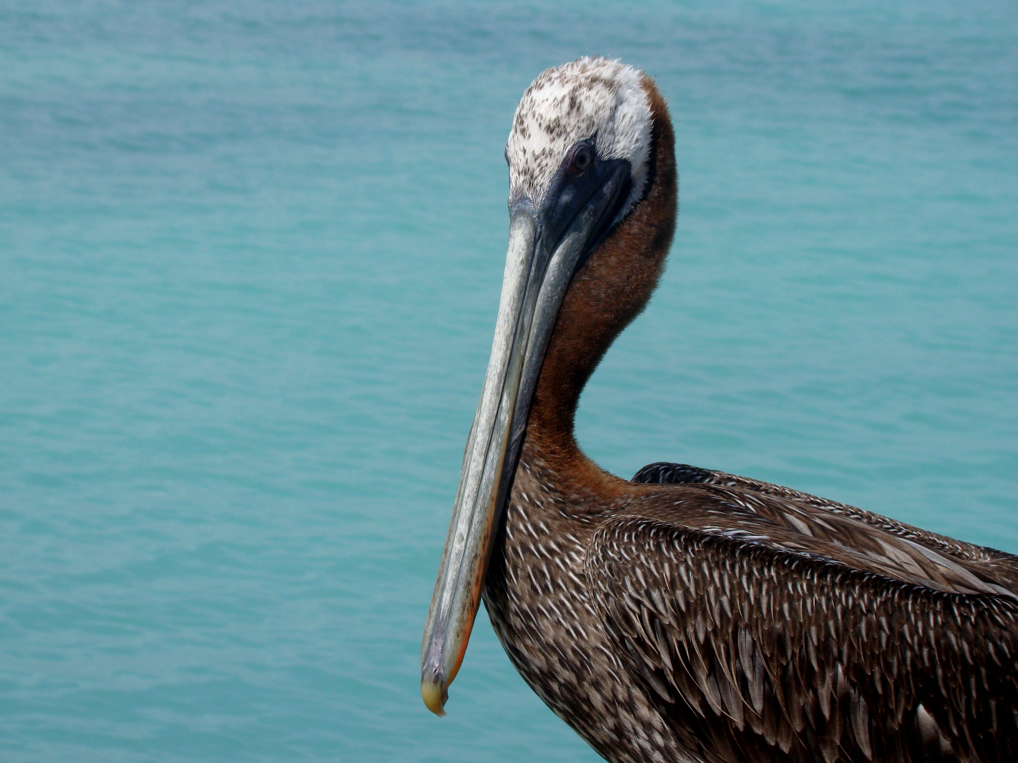 lake, pelican, animals, fauna, plumage, nature, bird, sea, beauty in nature, south america, ave, feathers, havens, peak, 2K, animal wildlife, vertebrate, HD Wallpaper