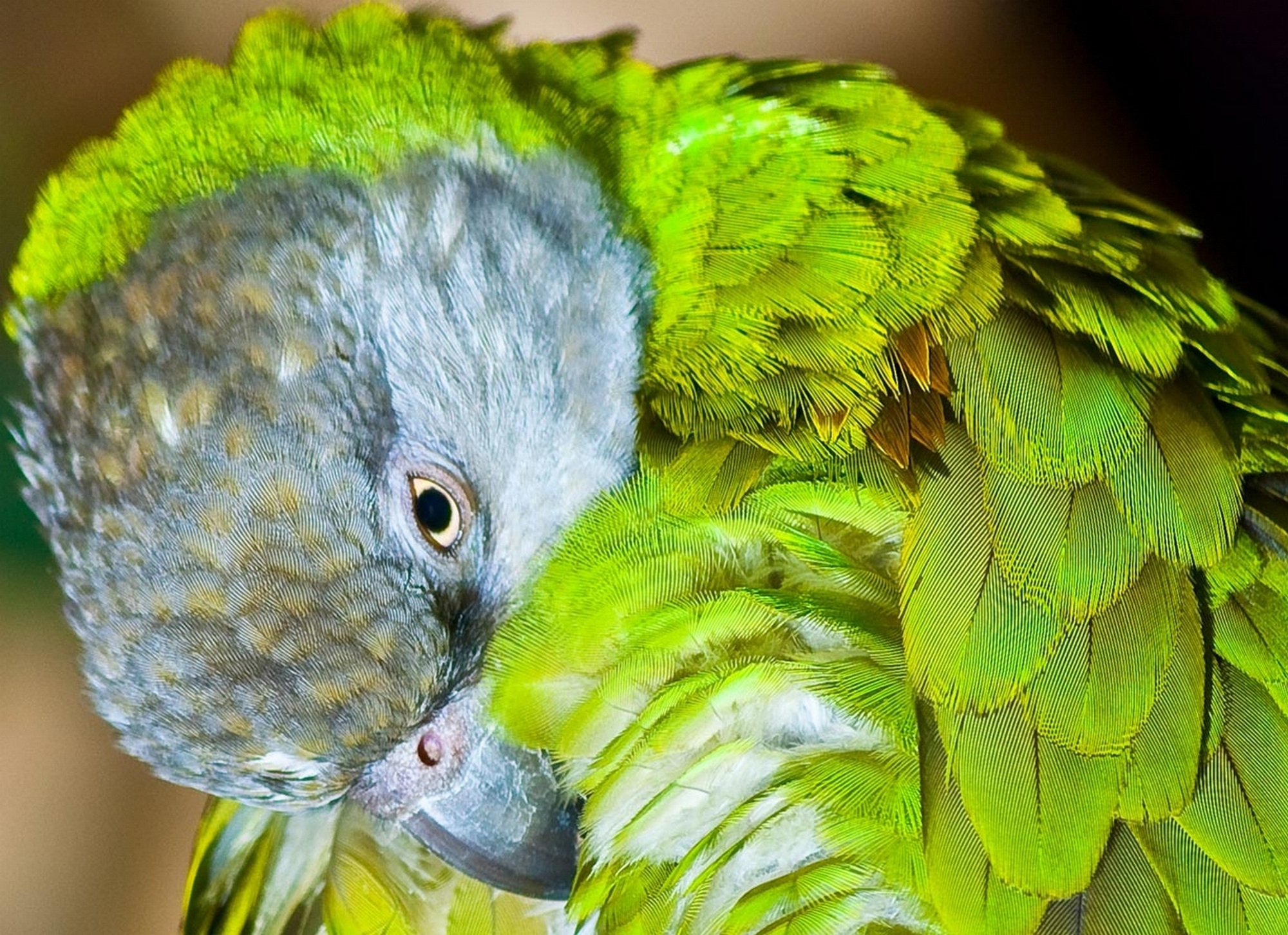 no people, portrait, senegal parrot, pets, vertebrate, animal body part, tropical Climate, yellow, beak, close-up, looking at camera, animal wildlife, parakeet, HD Wallpaper