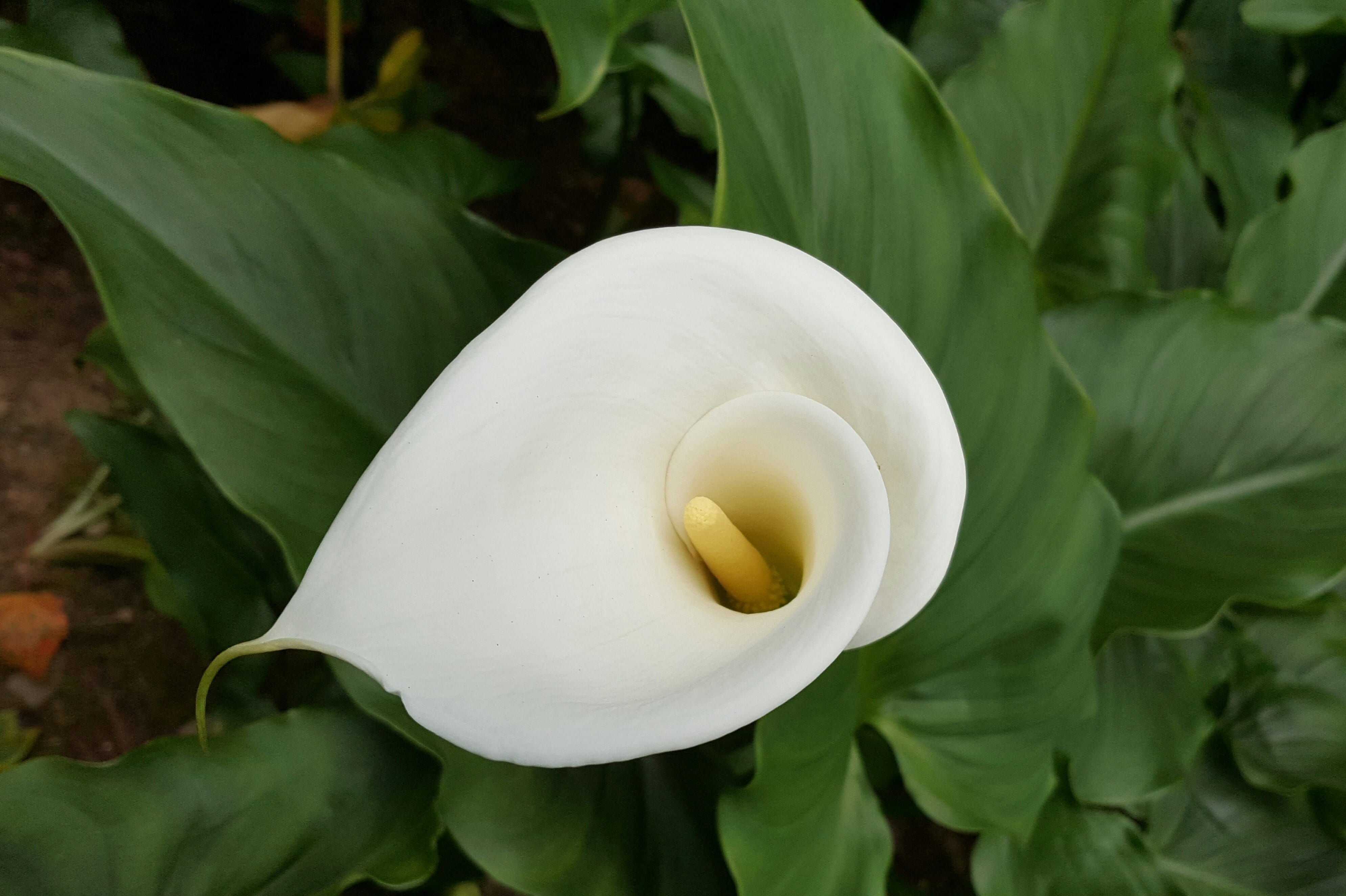 freshness, pure vegetable cleansing, no people, nature, Cleansing, Pure, single Flower, Calla, flower, flower Head, beauty In Nature, outdoors, growth, HD Wallpaper