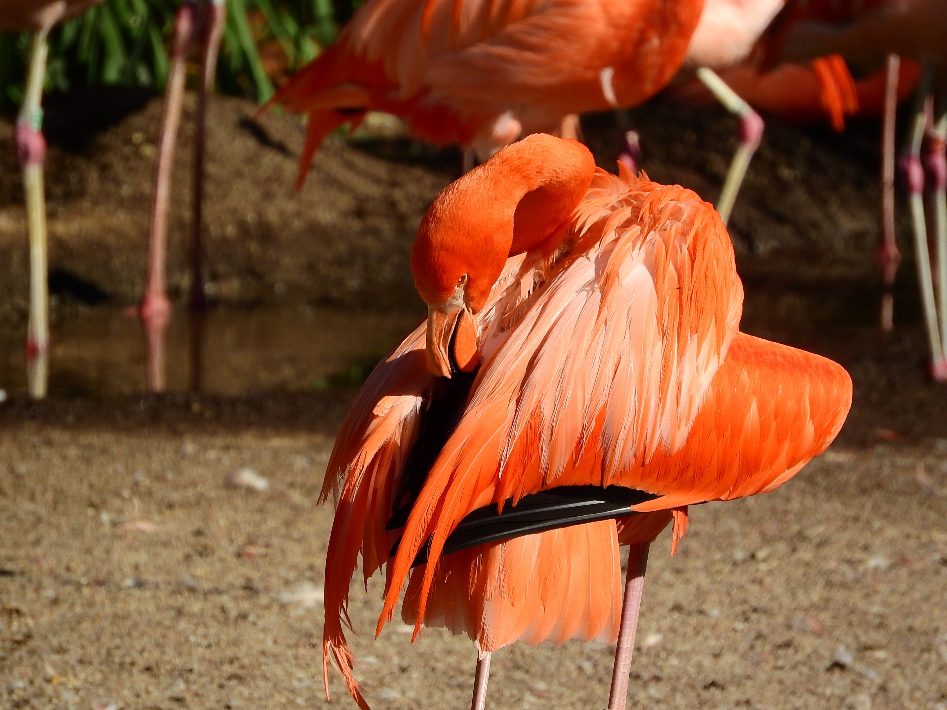 red flamingo, fluffy, feather, outdoors, nature, land, vertebrate, 2K, animal body part, day, animals in the wild, sunlight, group of animals, clean, animal themes, HD Wallpaper