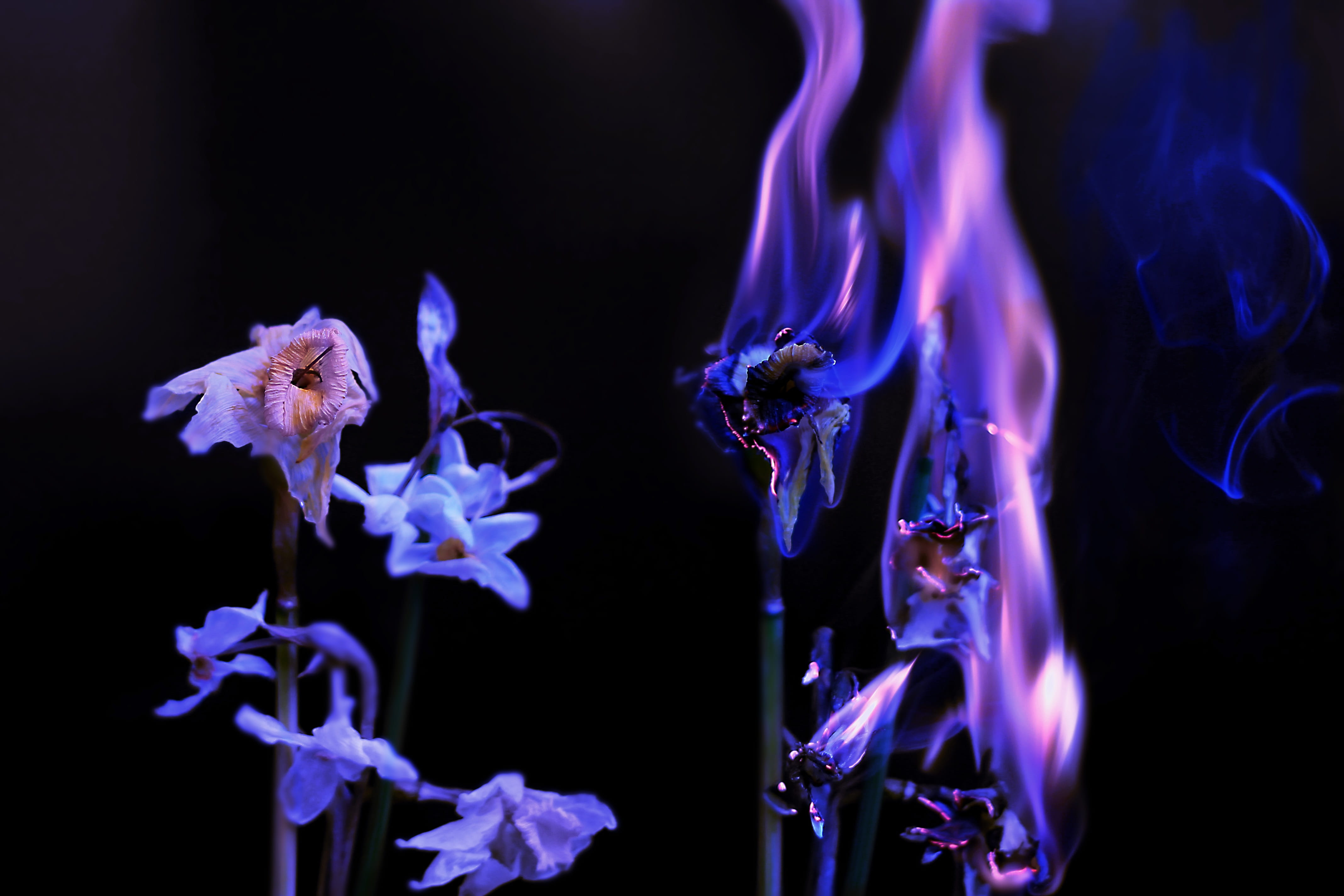 blue, Flower, aquarium, smoke - physical structure, vulnerability, indoors, plant, water, n, motion, no people, Fire, nature, close-up, 4K, night, freshness, HD Wallpaper