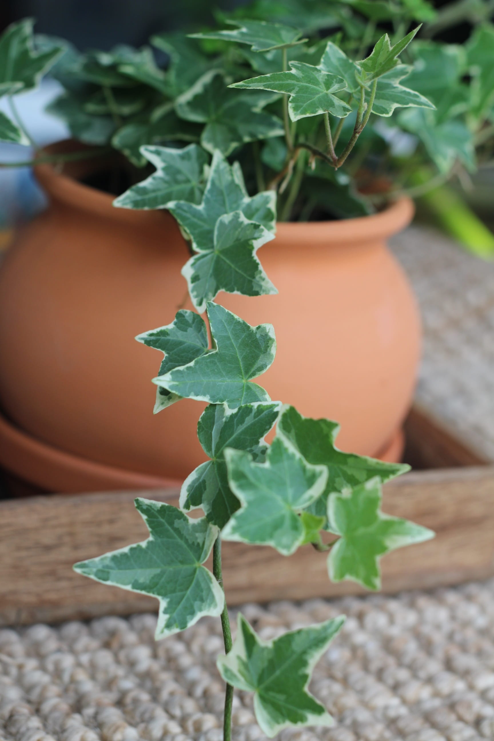 brown, plant part, food, ivy, freshness, healthy eating, nature, wipes, abstract, food and drink, potted plant, fine dust, green color, leaf, outdoors, Phone HD Wallpaper