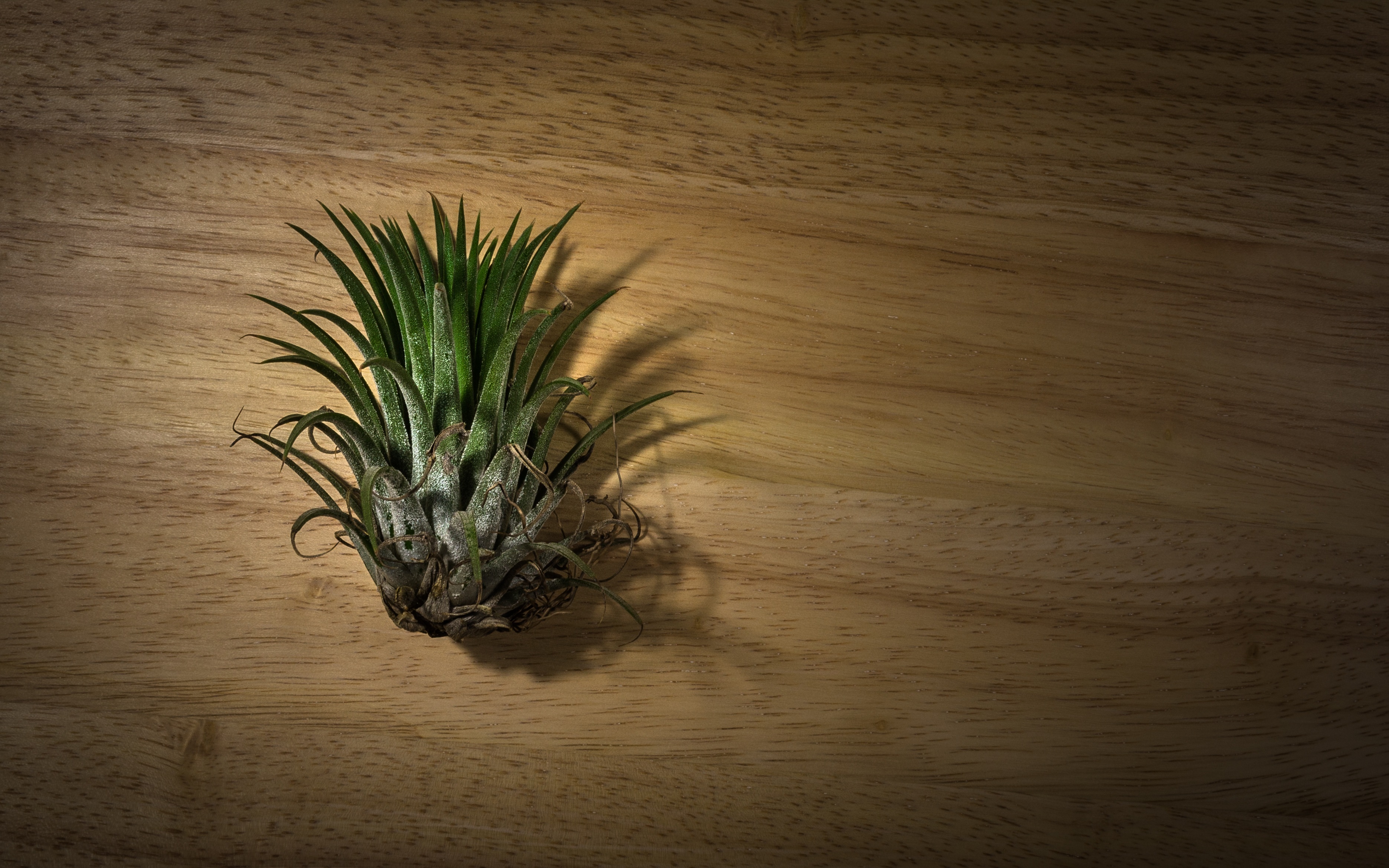 no people, growth, day, table, wood - material, 2K, teal blue asia, ornament, plants, plant, plan interior, indoors, food and drink, pool, plant part, HD Wallpaper