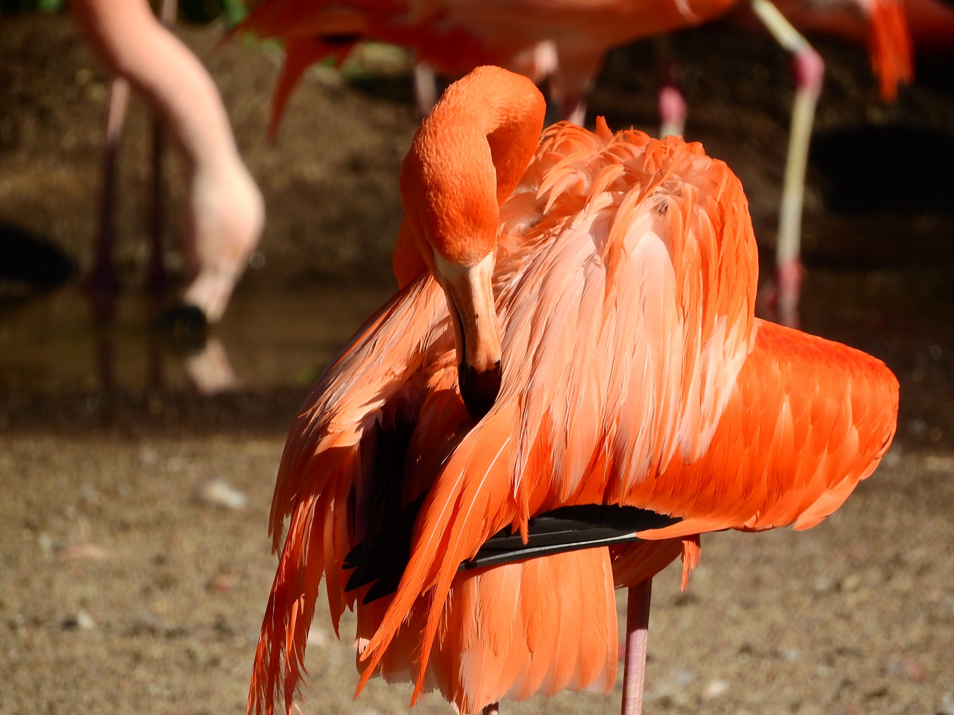 sunlight, outdoors, animal wildlife, close-up, day, fluffy, Cuban, orange color, red, focus on foreground, animal themes, multi Colored, beak, chicken, HD Wallpaper