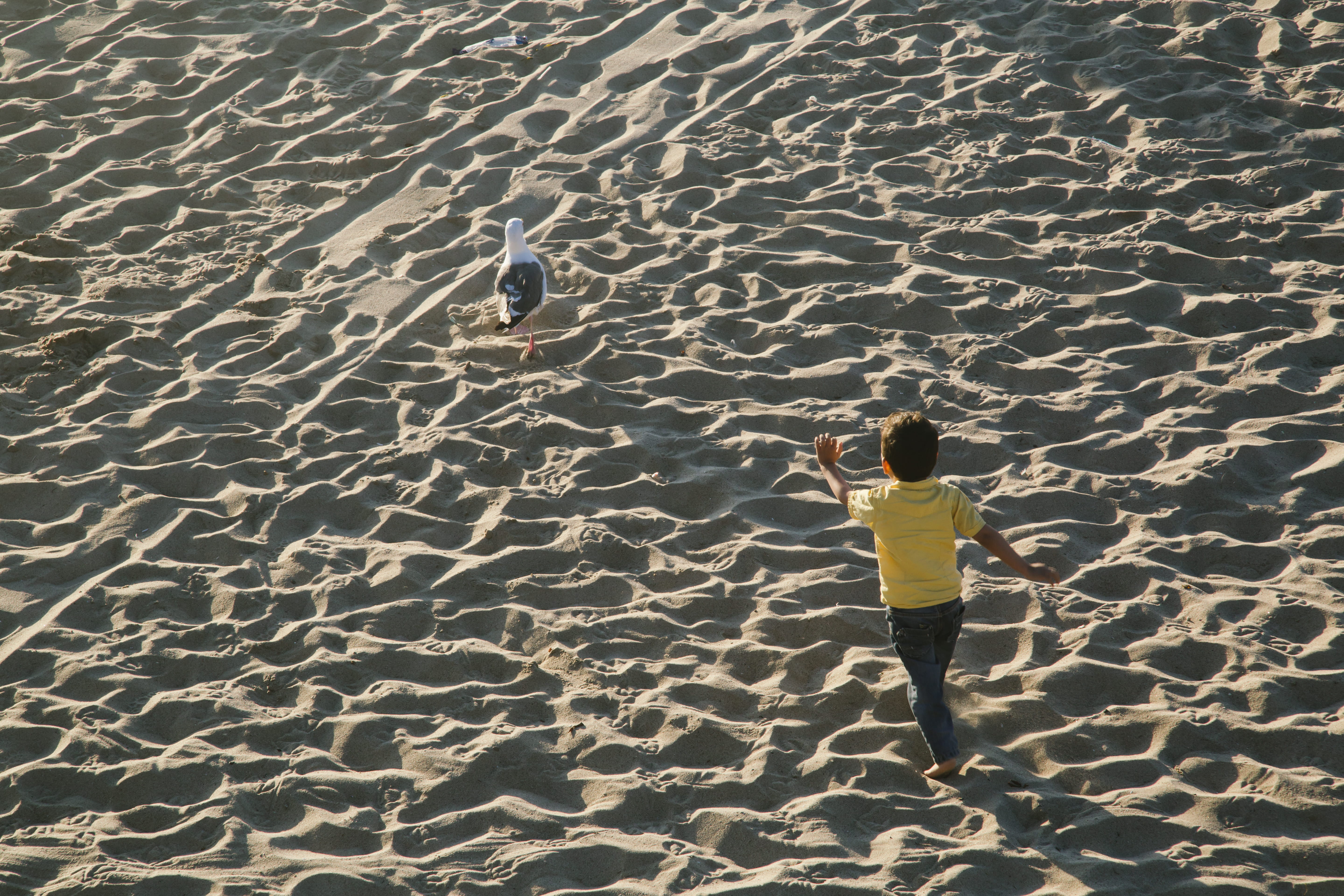 day, seagul, los angeles, chase, sunlight, leisure activity, real people, outdoors, rear view, running, pattern, united states, shadow, lifestyles, beach, HD Wallpaper