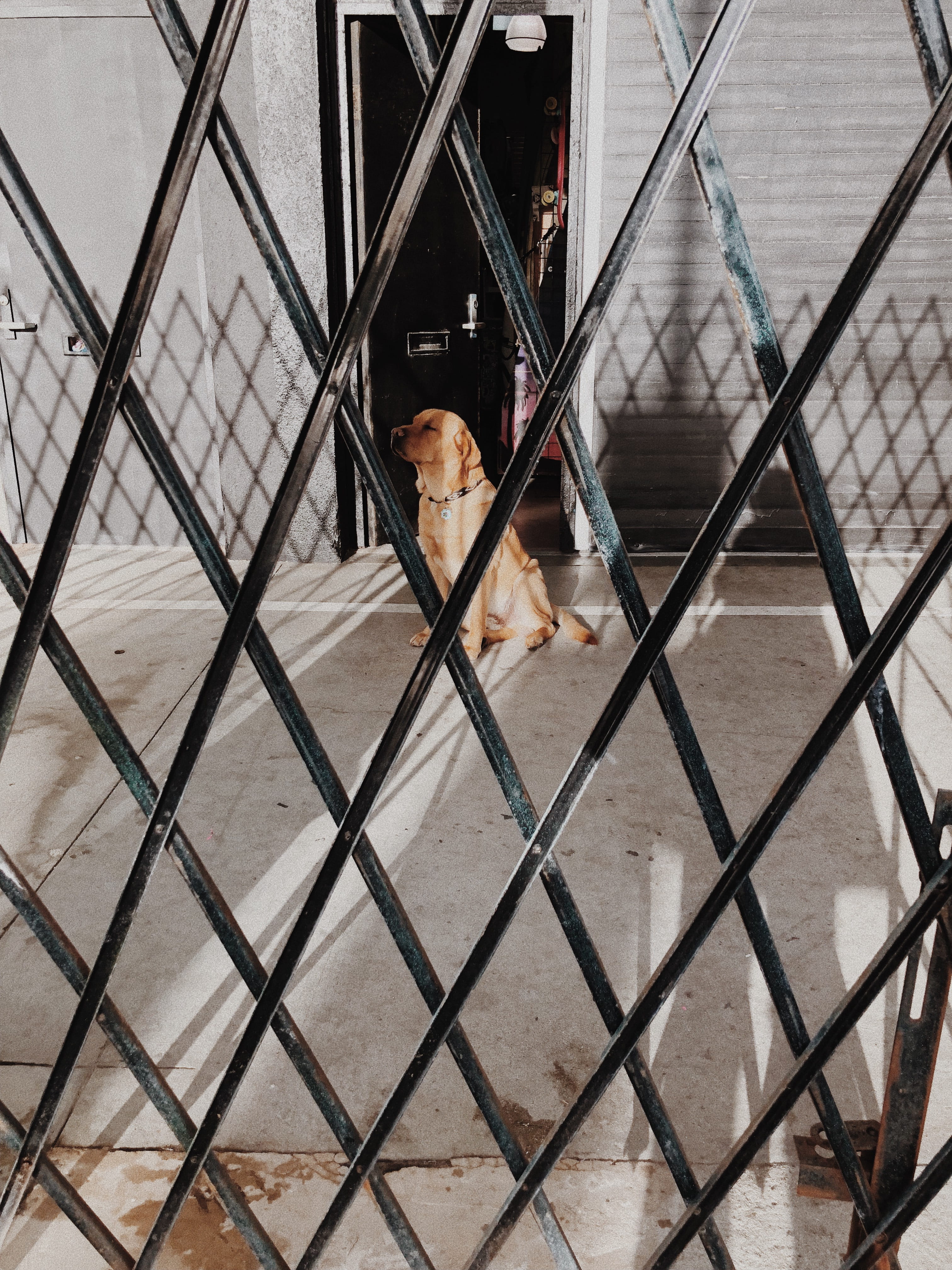 retriever, door, standing, united states, labrador, full length, dog, shadow, street, one person, architecture, sat, road, metal, portrait, golden hour, Phone HD Wallpaper