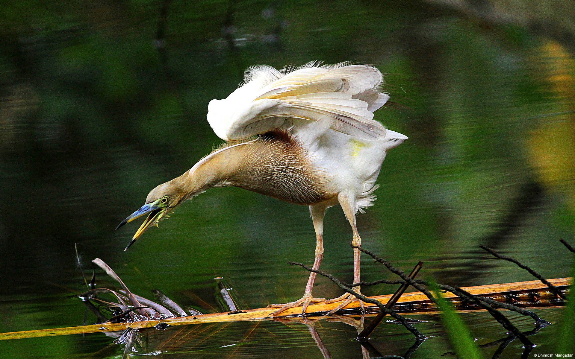 nature, motion, lake, white, water, animals in the wild, one animal, full length, egret, brown, flying, vertebrate, 1080P, no people, animal wildlife, HD Wallpaper