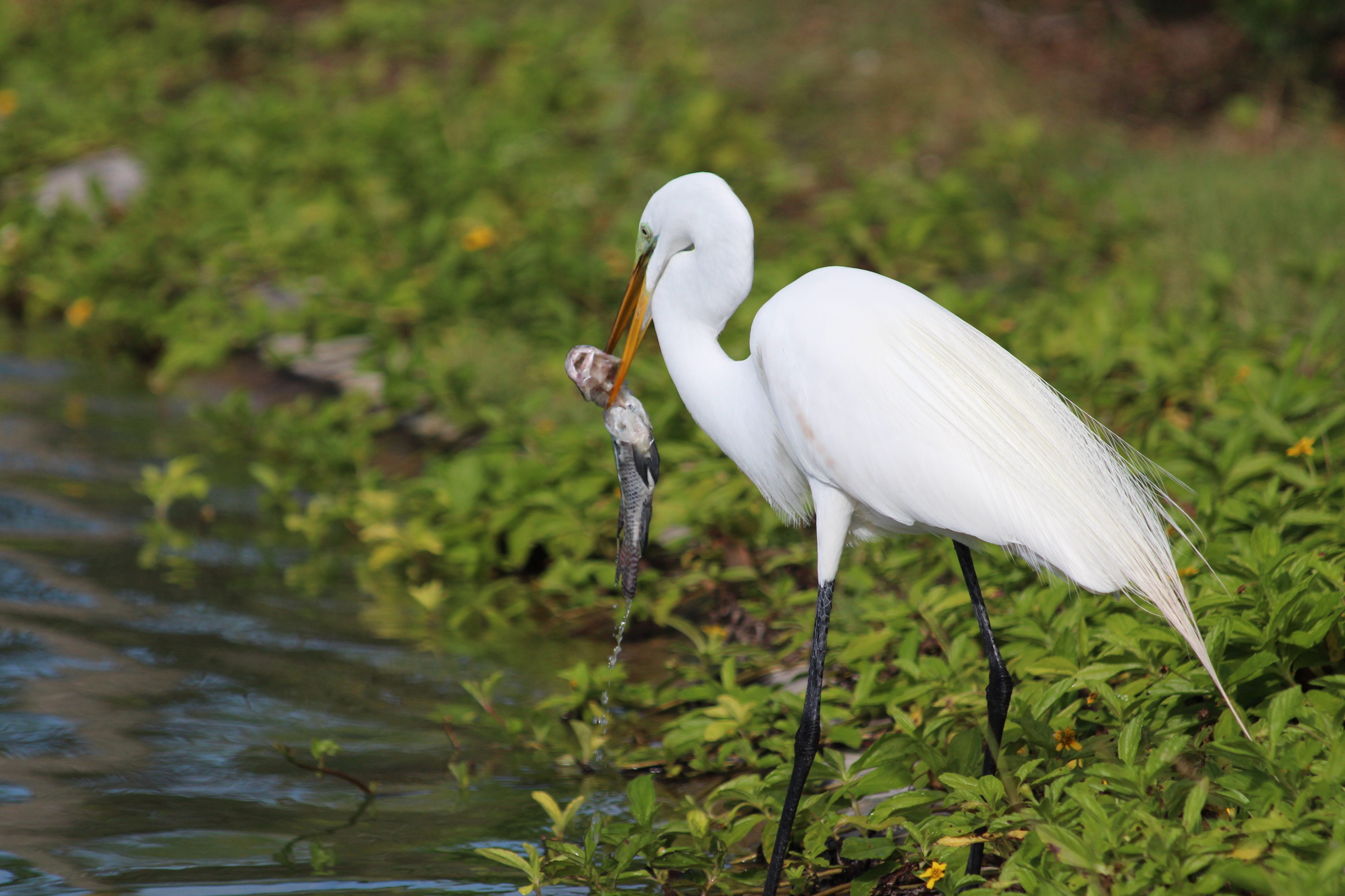 5K, water, nature, animal themes, green background, Ardea Alba, animals in the wild, crane - bird, feathered race, white color, one animal, animal wildlife, HD Wallpaper
