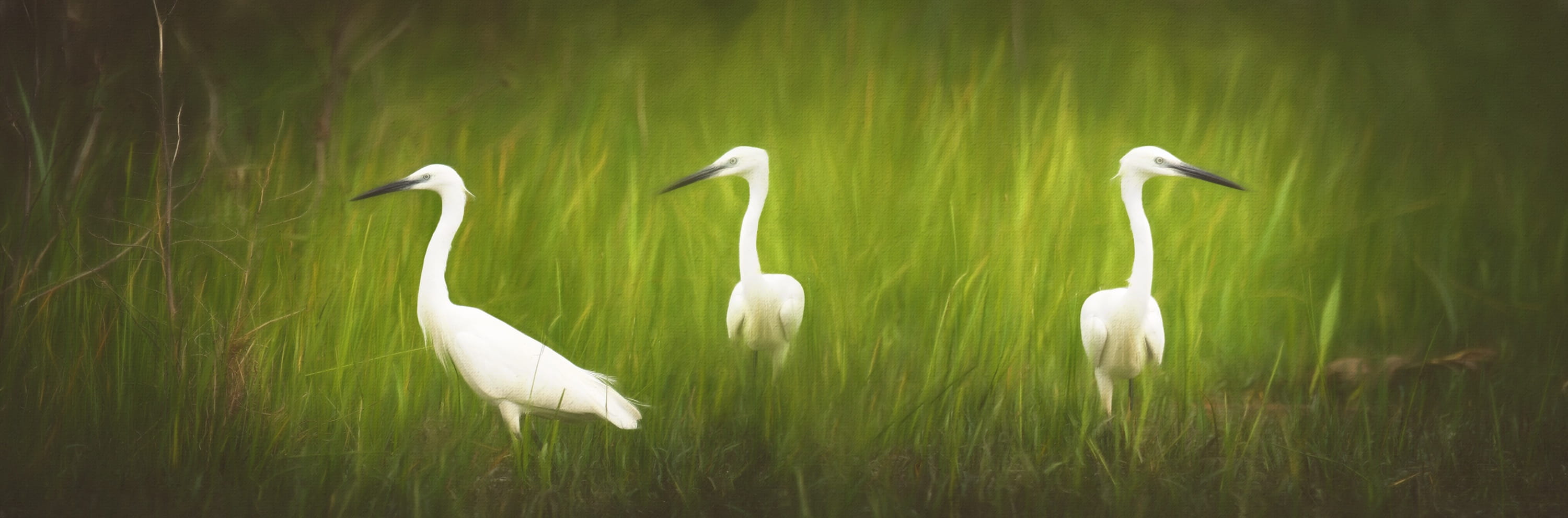 animal world, plant, little egret, vertebrate, paint, animals in the wild, great egret, 2K, day, painting, voegle, water, grass, beauty in nature, white, HD Wallpaper