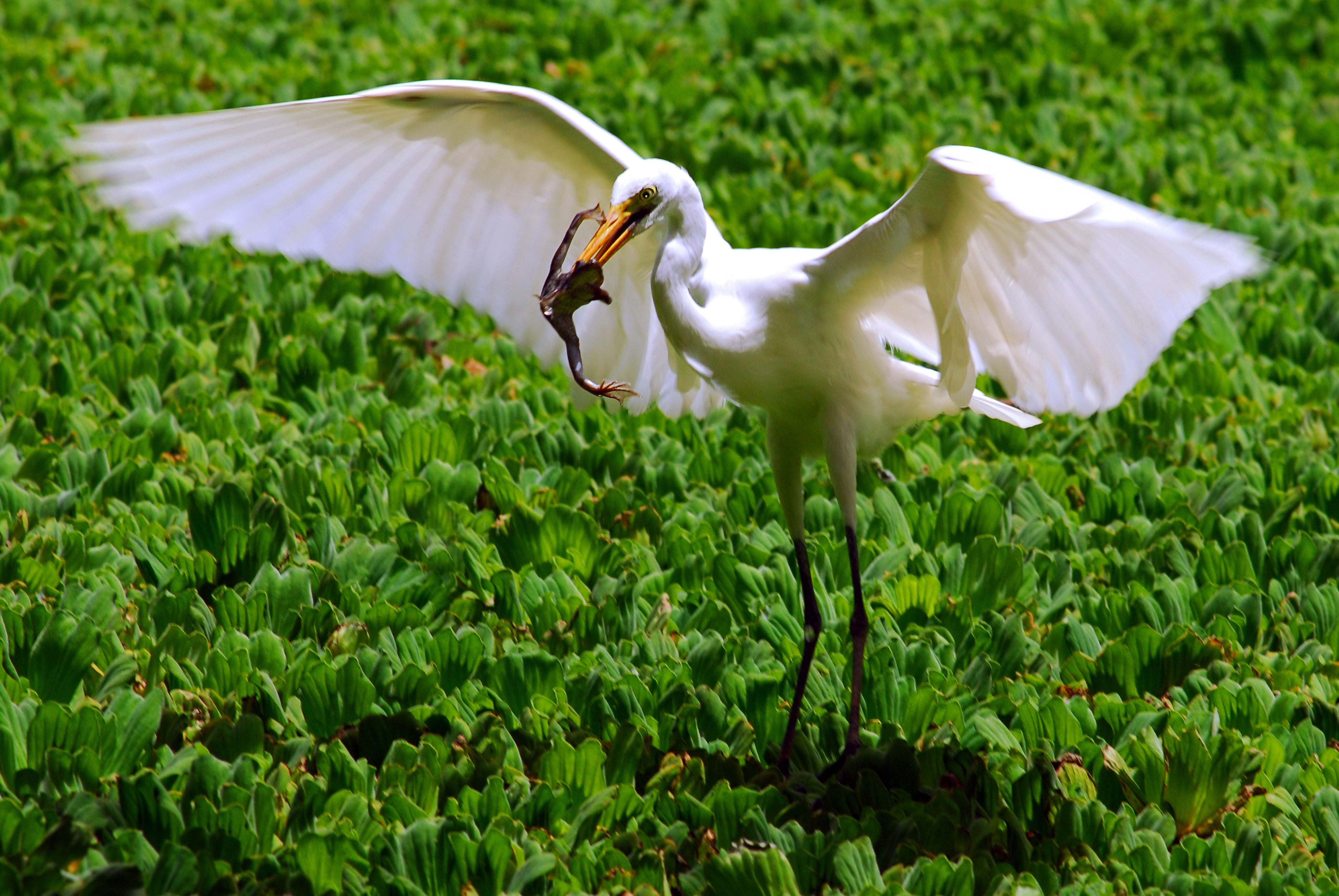 close-up, pelican, green color, egret, land, feather, wildlife, white color, animals And Pets, one animal, animals In The Wild, growth, nature, leaf, field, HD Wallpaper