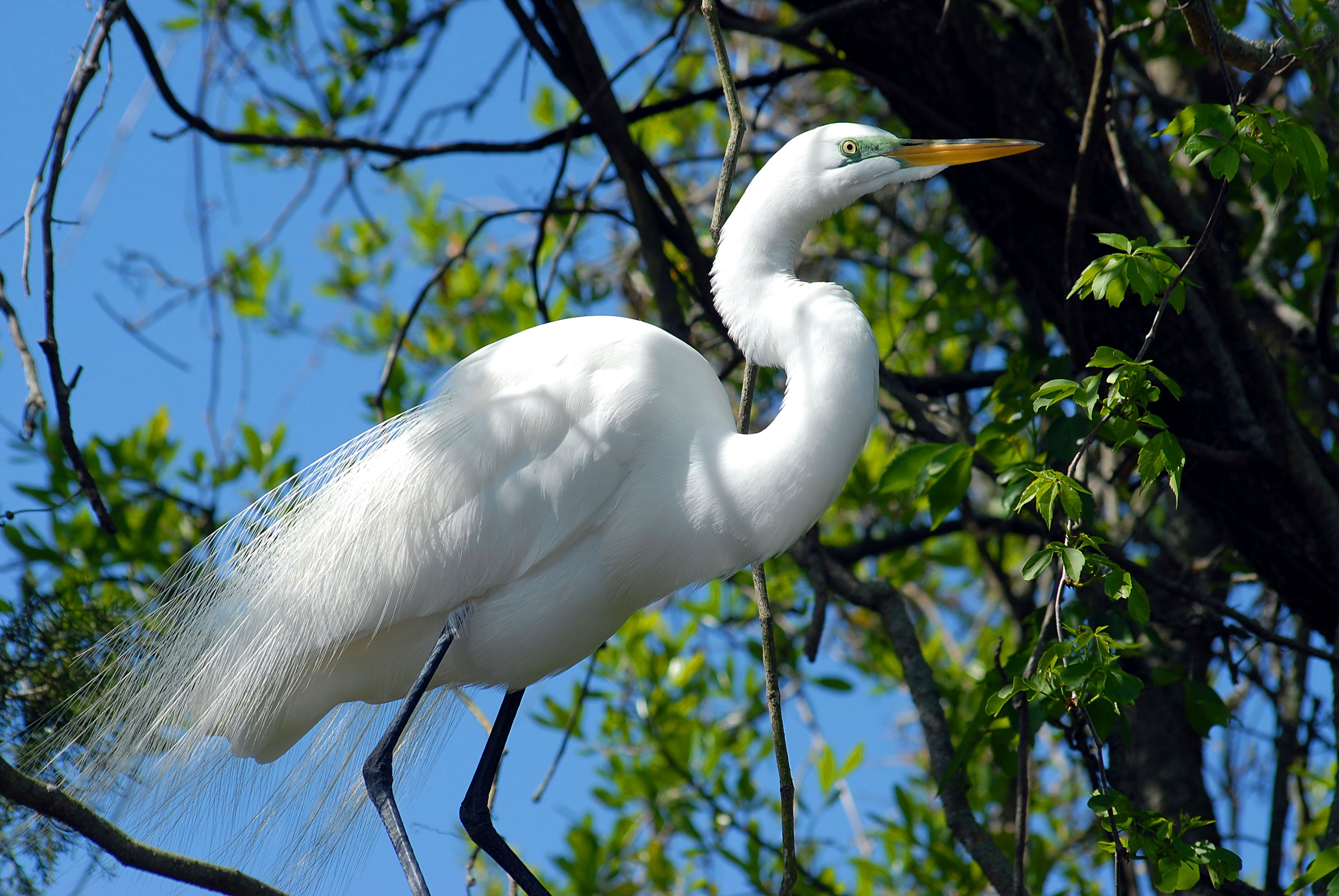 tropical, vertebrate, florida, alba, no people, growth, low angle view, day, bird, one animal, 4K, great white egret, wetland, nature, watching, ornithology, HD Wallpaper