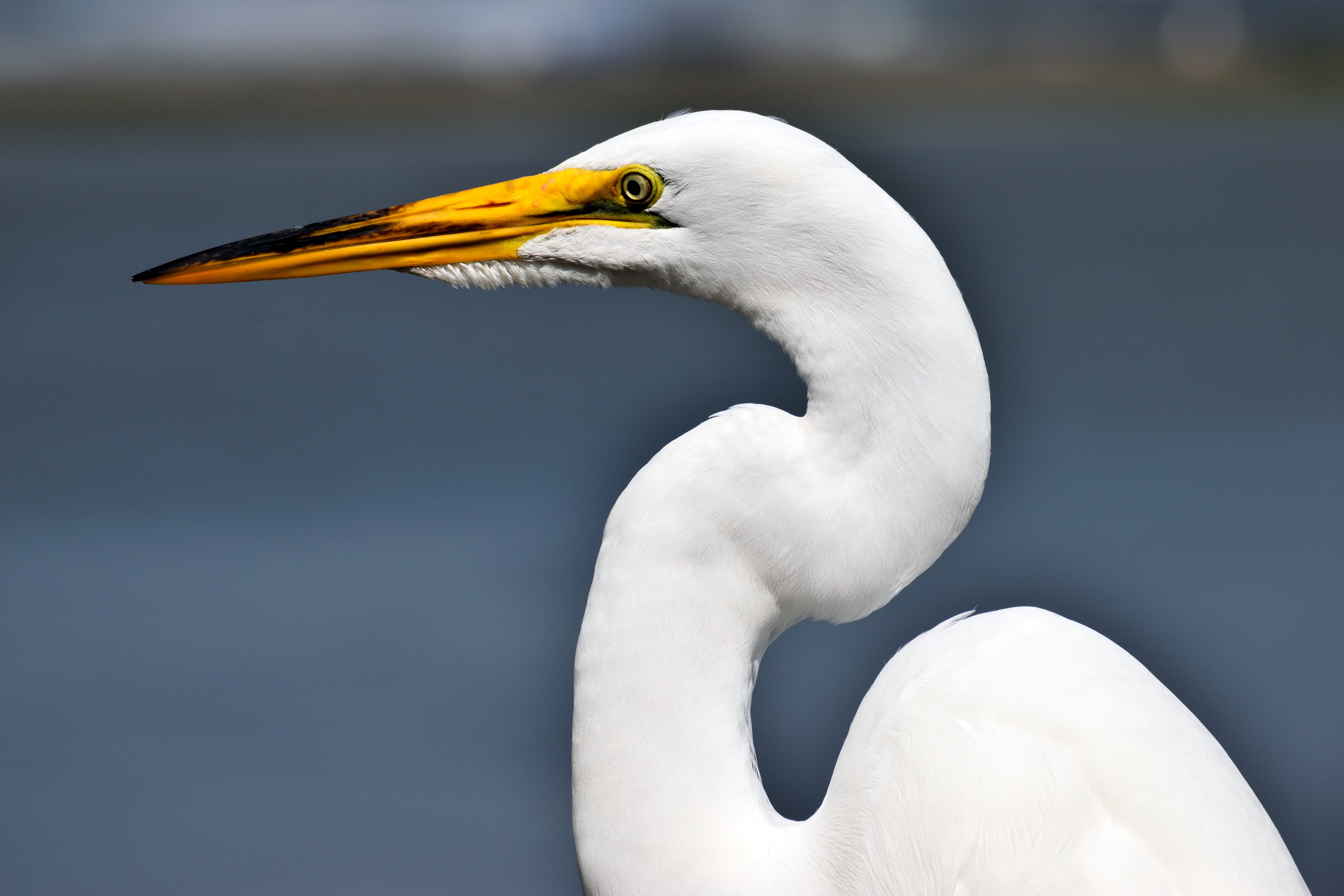 standing, wings, freshwater bird, beauty in nature, animal, 5K, environment, vertebrate, white, no people, animal neck, animal themes, wild, animal body part, HD Wallpaper