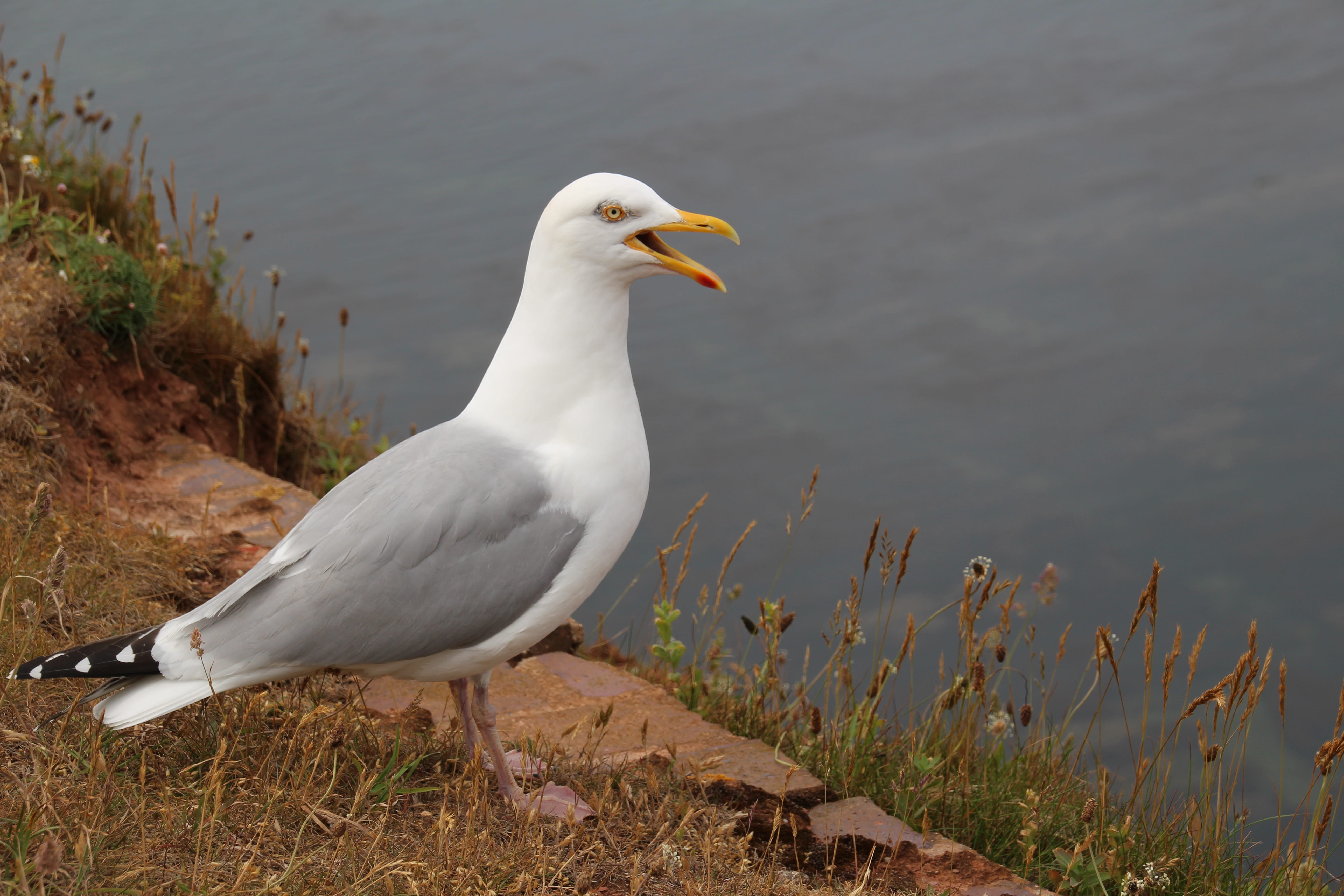 animals in the wild, lake, salt water, beach, coast, water bird, looking, plumage, animal wildlife, sea, Nature, day, animal themes, spring, perching, waterfowl, HD Wallpaper