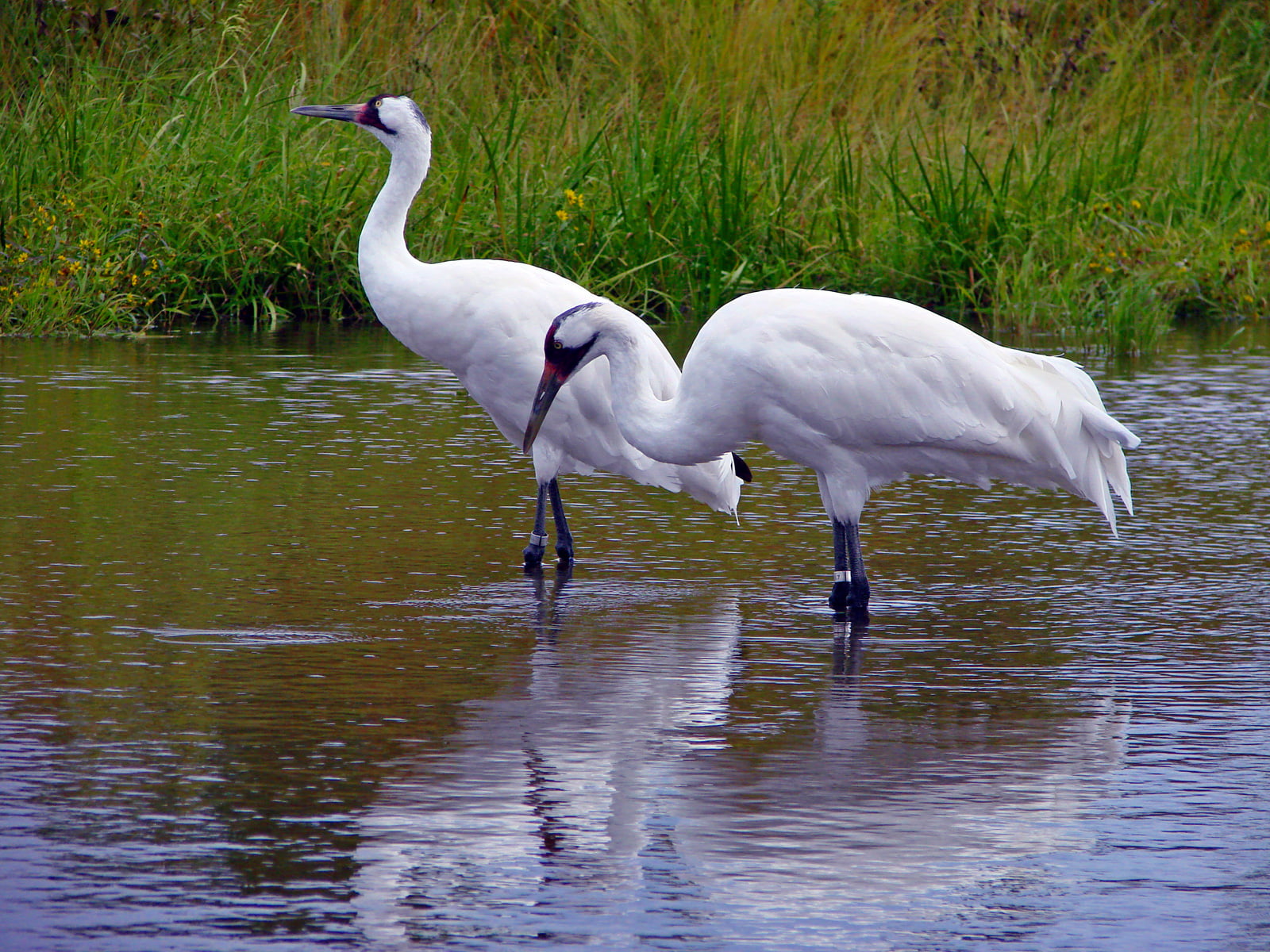 animal themes, crane, plant, 720P, nature, waterfront, bird, one animal, red, lake, beauty in nature, vertebrate, animals in the wild, reflection, cranes, HD Wallpaper