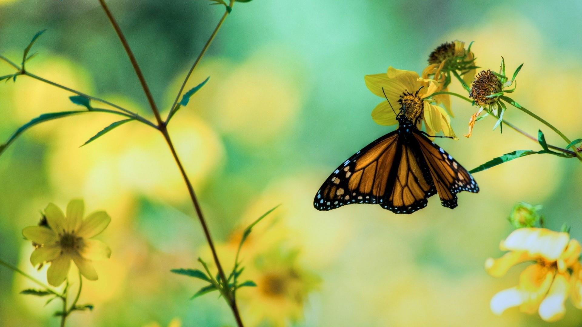 one animal, nature, beauty in nature, 1080P, no people, pollination, flower, flowering plant, vulnerability, insect, beautyful, animal wing, garden, focus on foreground, HD Wallpaper