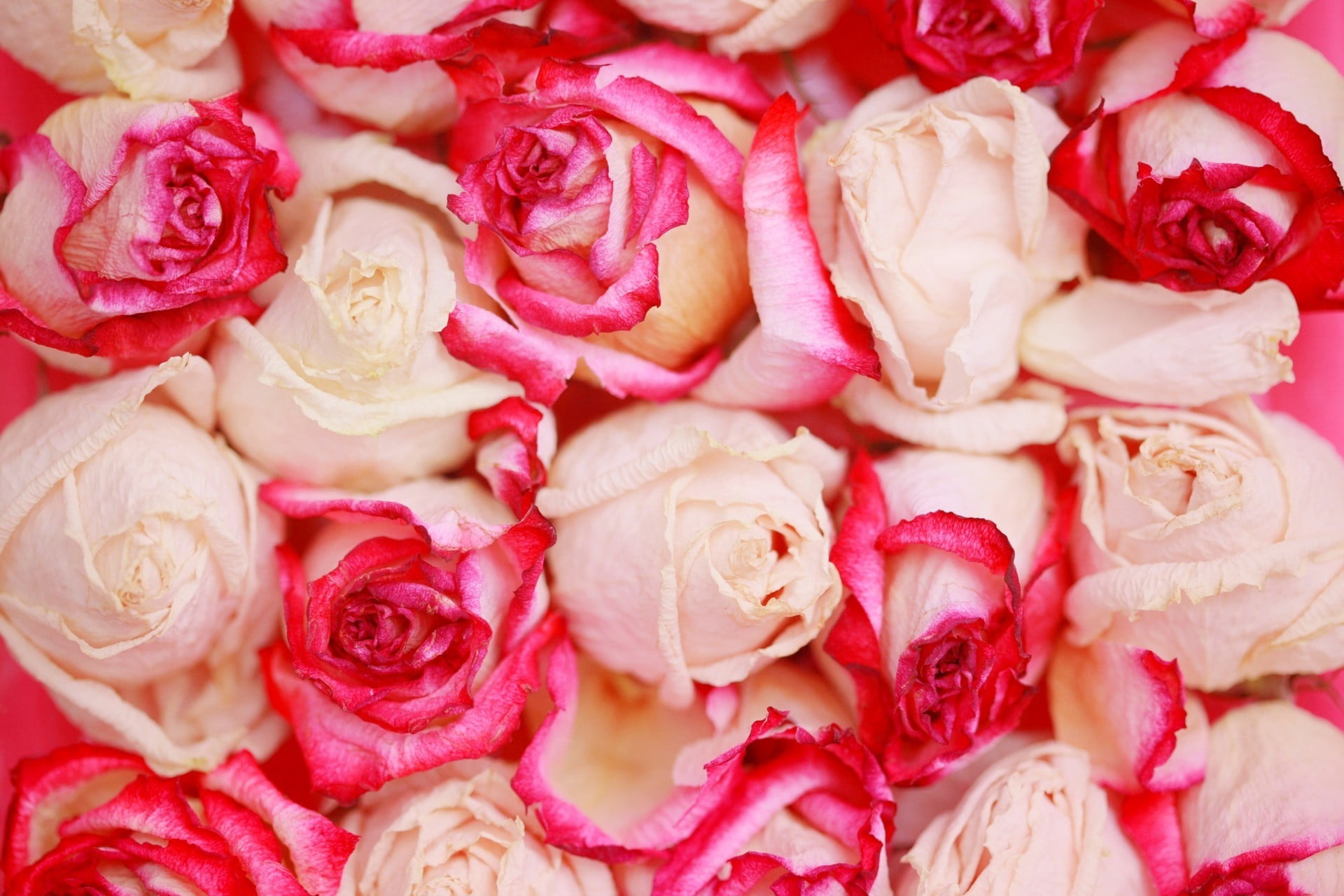 rose - Flower, romance, beauty In Nature, freshness, love, valentines Day - Holiday, full frame, gift, leaf, decoration, 1080P, blossom, plant, flowering plant, HD Wallpaper