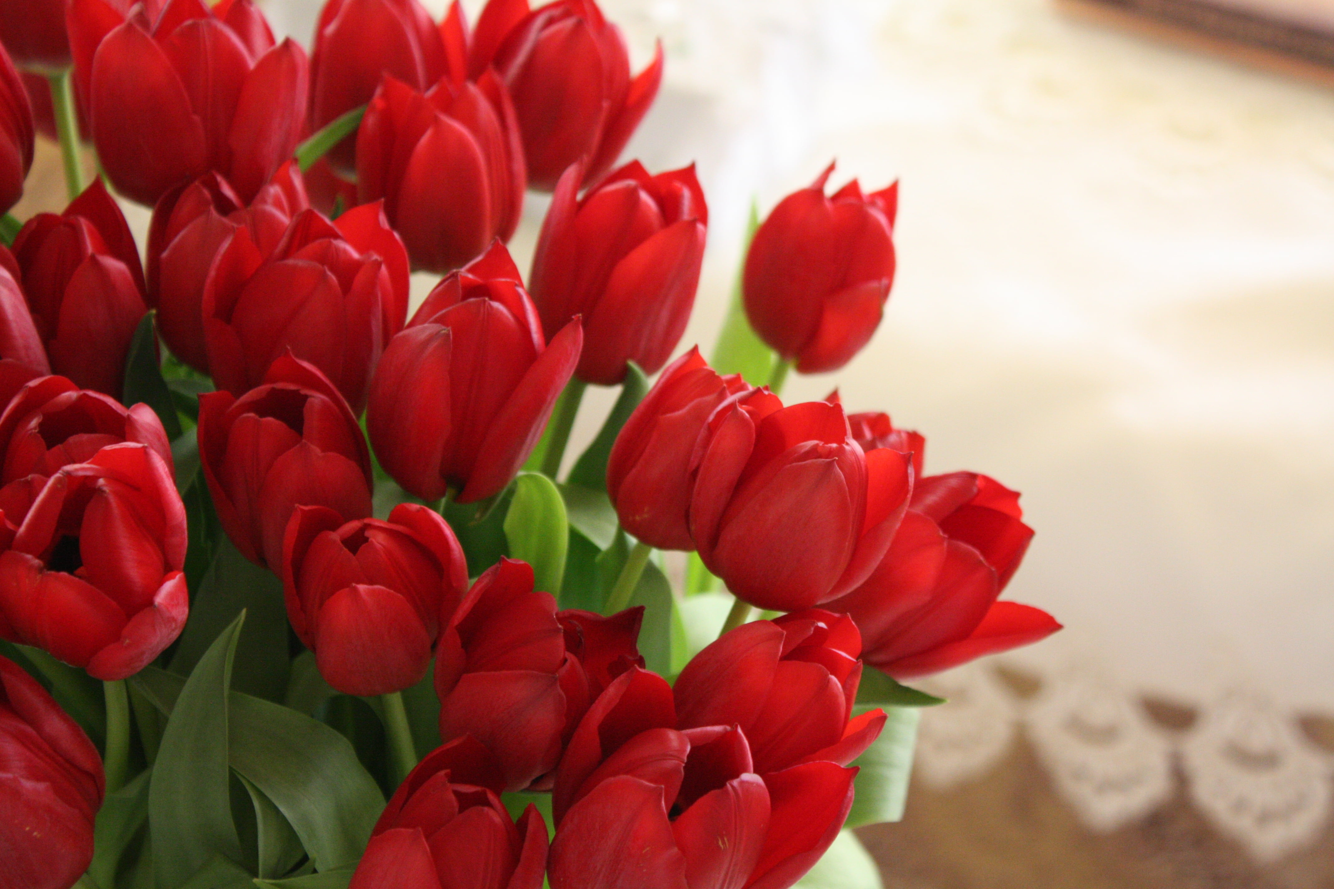 leaf, growth, season, flower Head, flower, freshness, color Image, springtime, petal, plant, colors, multi Colored, flowers, vulnerability, bunch of flowers, HD Wallpaper