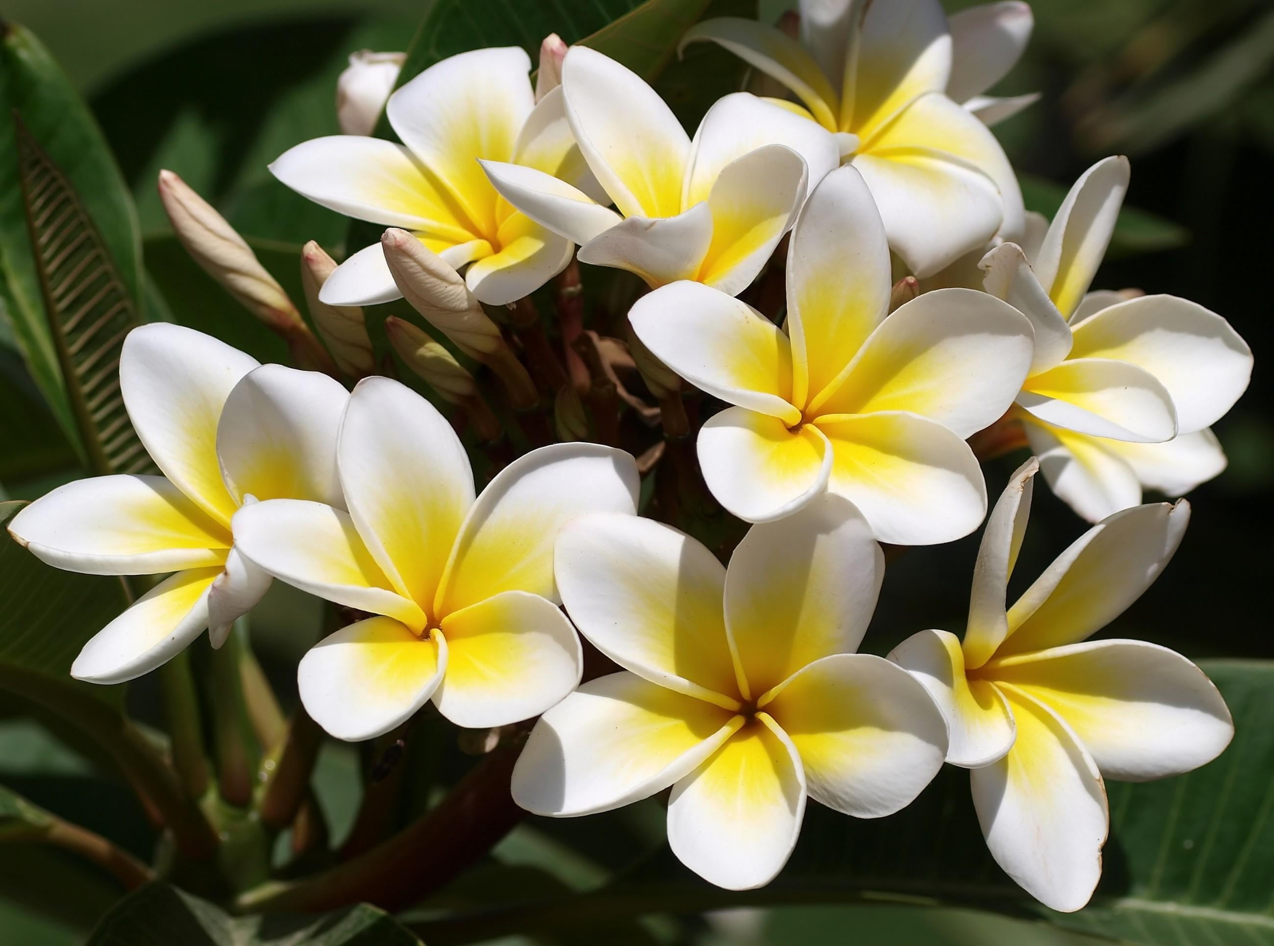2K, green Color, buds, green, decoration, day, beauty In Nature, nature, freshness, tropical Climate, close-up, plant, blossom, flowering plant, flower Head, HD Wallpaper