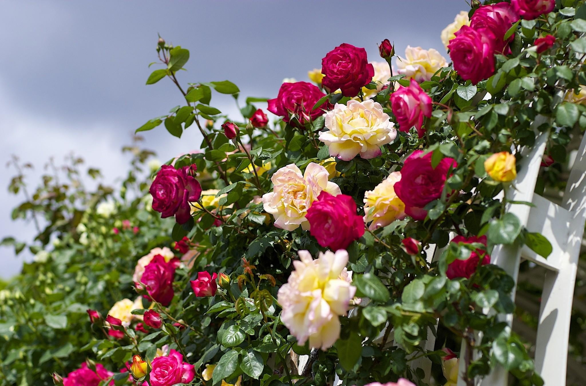 day, blossom, growth, sky, beauty In Nature, vulnerability, rose - Flower, inflorescence, summer, season, arrangement, love, leaf, petal, garden, flowering plant, HD Wallpaper