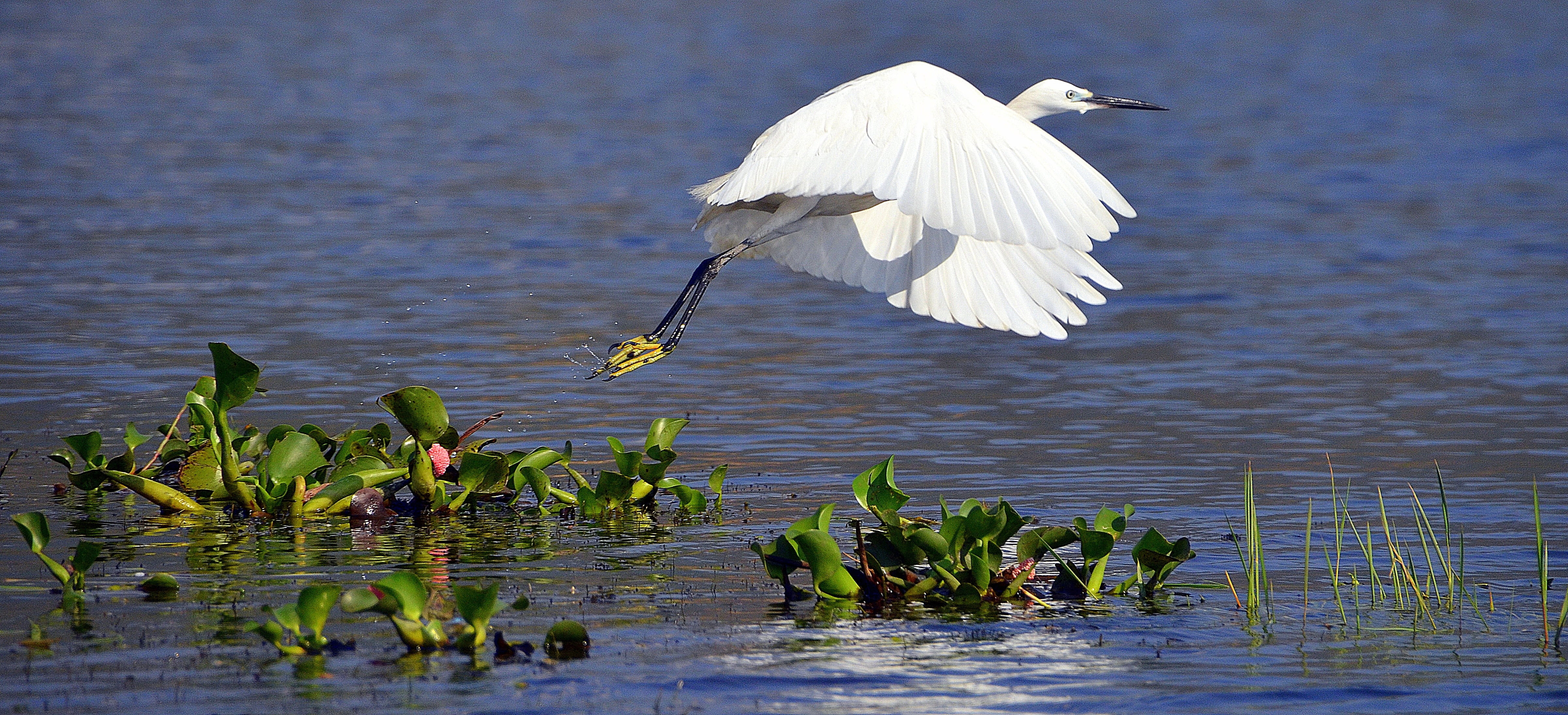 day, whooper, animal wildlife, egret, water, animal, wildlife, wetland, no people, spread wings, nature, animal wing, vertebrate, bird, 4K, myanmar, lake, HD Wallpaper