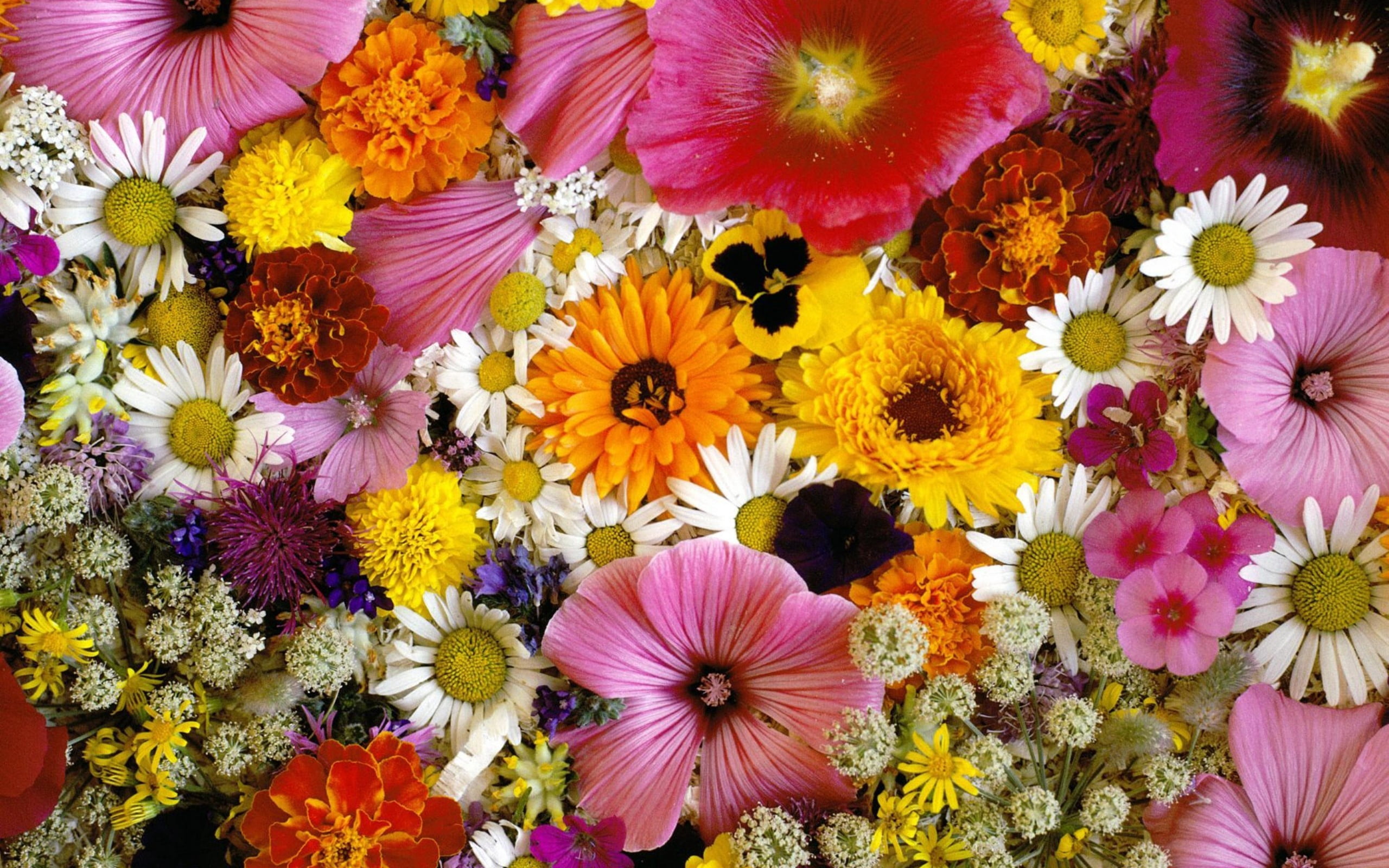 plant, vulnerability, high angle view, multi Colored, freshness, red, gerbera Daisy, green Color, beauty In Nature, blossom, yellow, pollen, assorted, chrysanthemum, HD Wallpaper