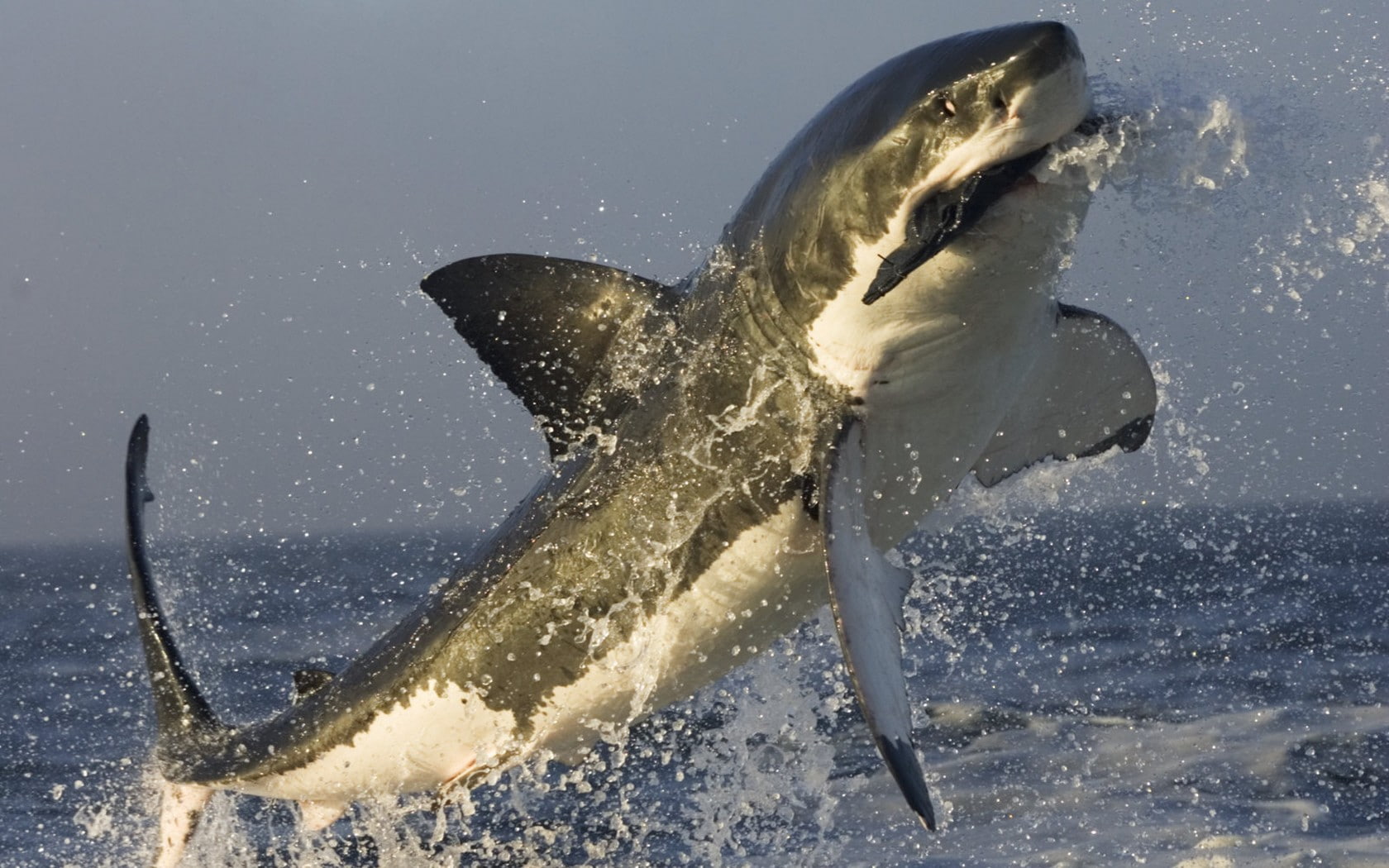 animals, 720P, sea, splashes, shark, jumping, Great White Shark, HD Wallpaper