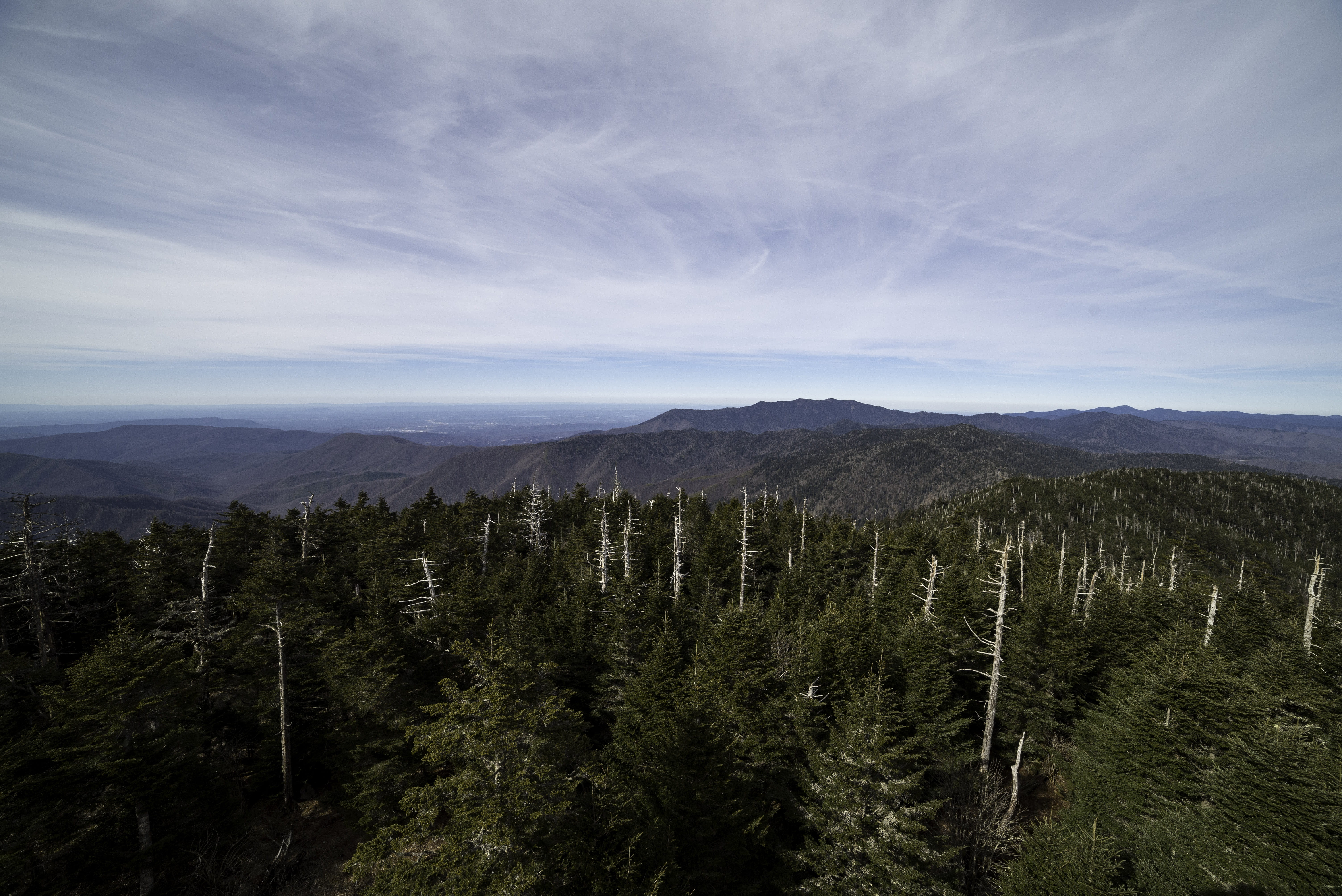 landscapes, Clingmans Dome, scenics, land, pine woodland, tranquility, growth, scenics - nature, Trees, green color, forest, beauty in nature, no People, HD Wallpaper