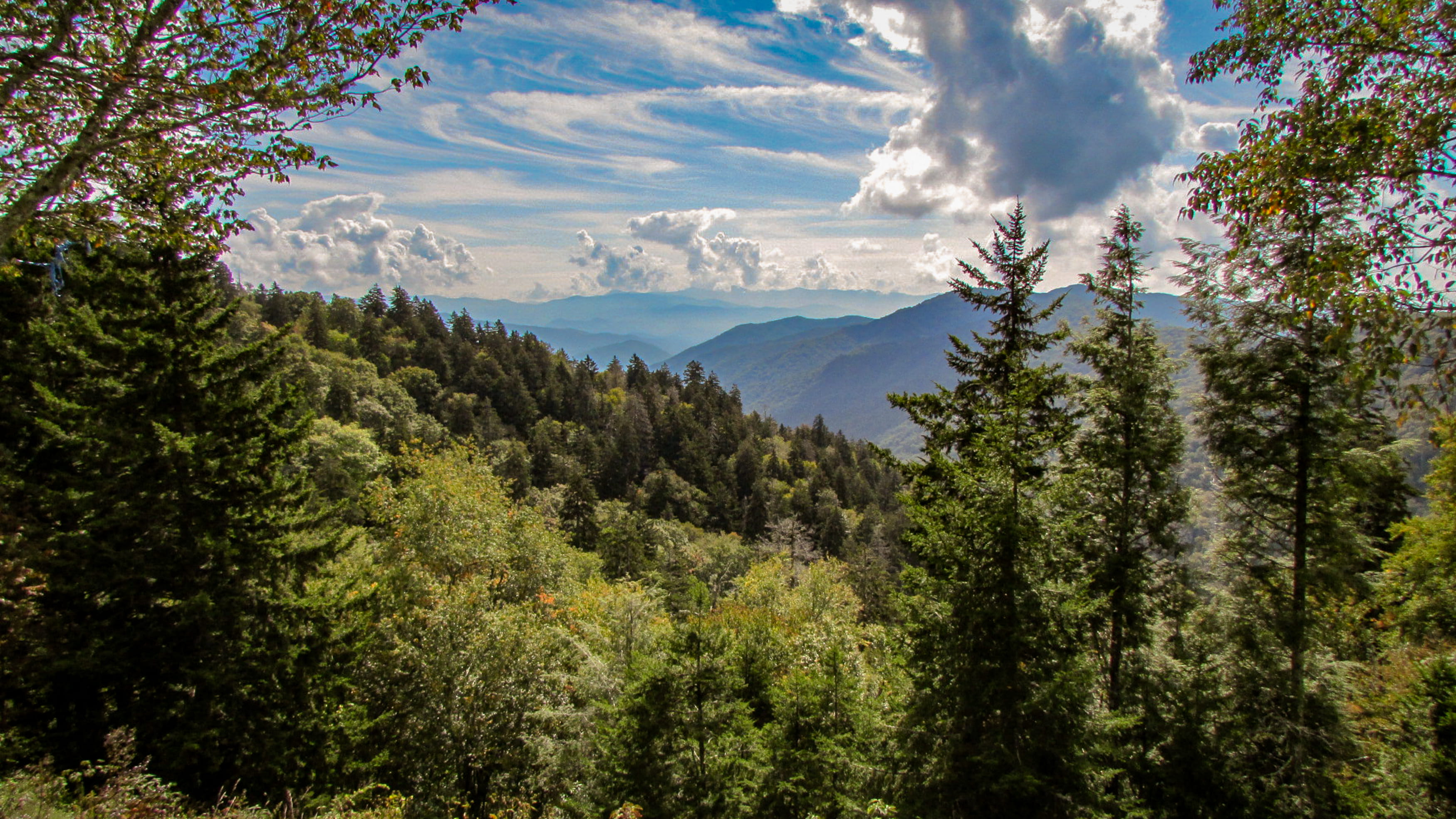 sky, united states, nature, green color, woodland, pine tree, outdoors, day, beauty in nature, mountain range, environment, scenics - nature, tranquil scene, HD Wallpaper