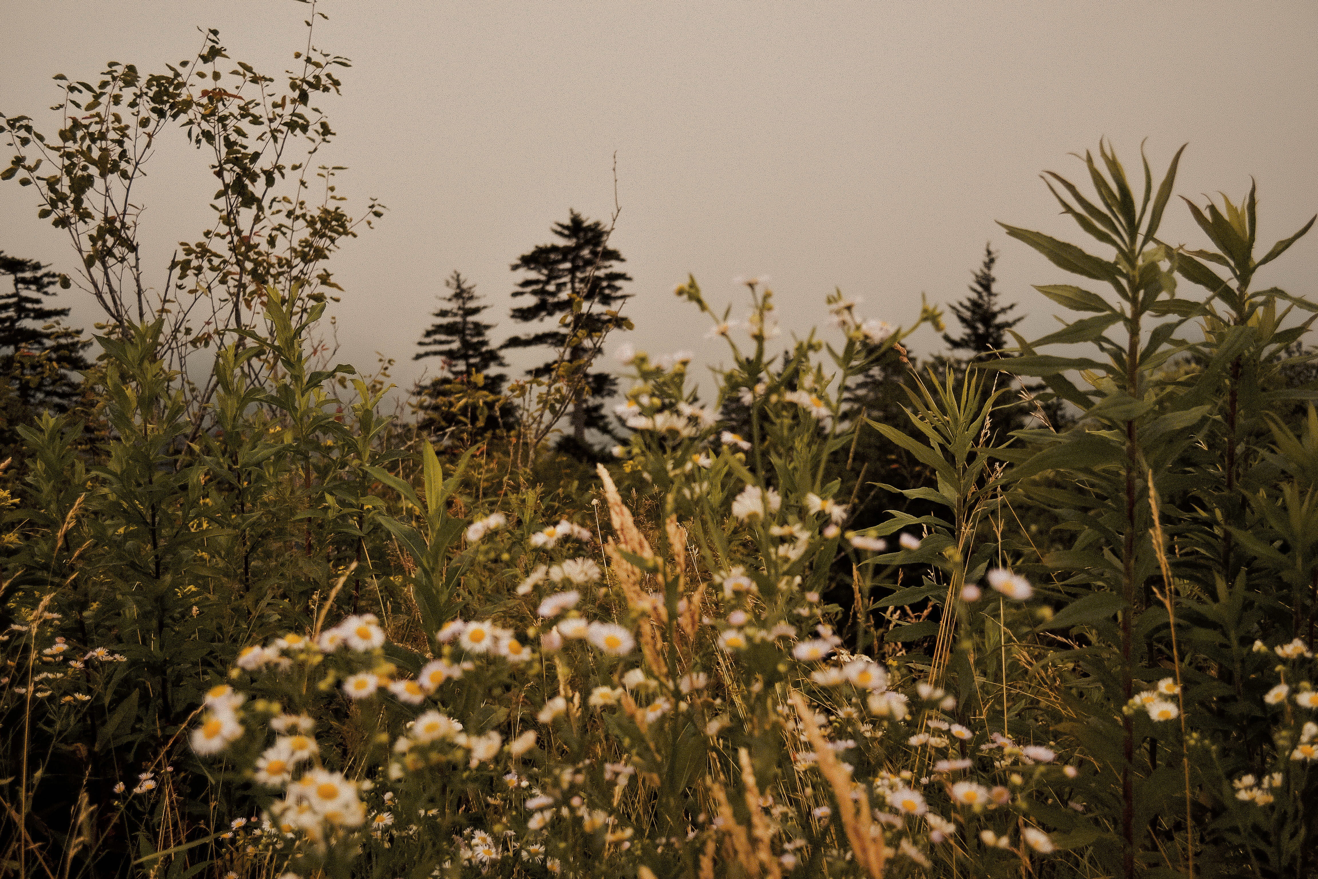 wildflower, no people, scenics - nature, hike, nature, mountain, flowers, clingmans dome trail, growth, freshness, day, field, tranquility, north carolina, HD Wallpaper