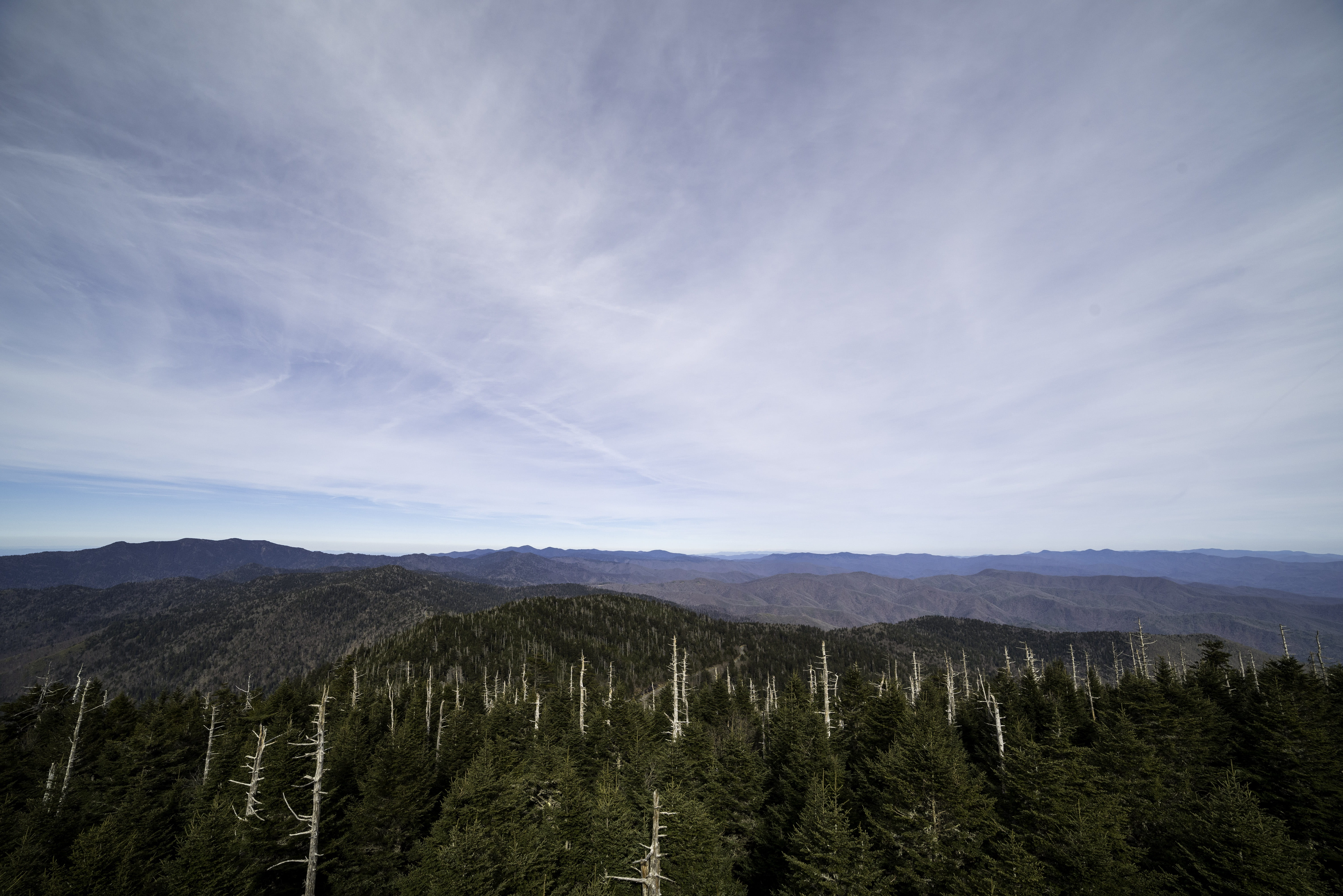 coniferous tree, growth, scenics - nature, mountain, idyllic, scenic, featured, tranquil scene, top, landscapes, Majestic, Clingmans Dome, no People, remote, HD Wallpaper