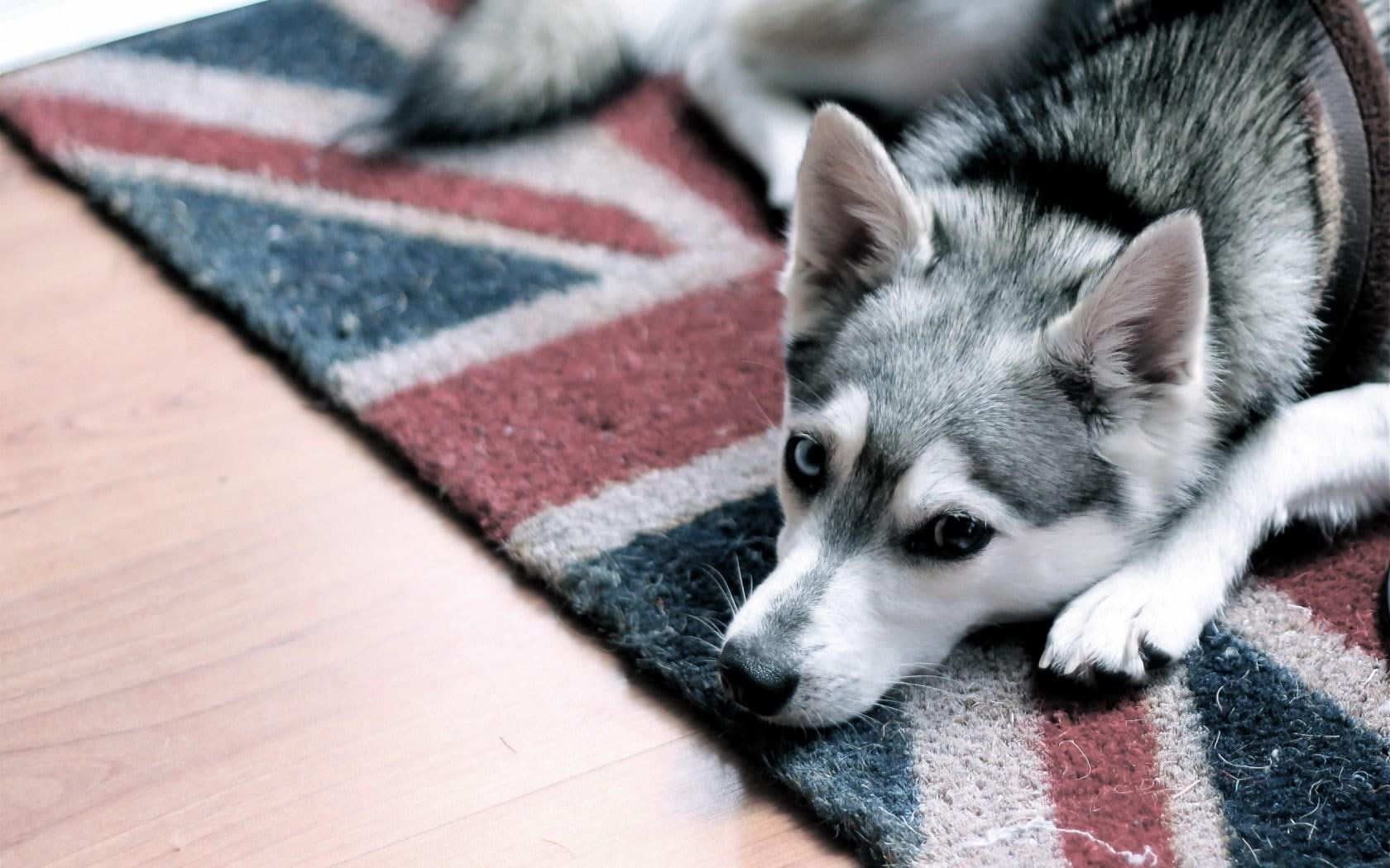 carpet, 720P, mood, uk, flag, dog, HD Wallpaper