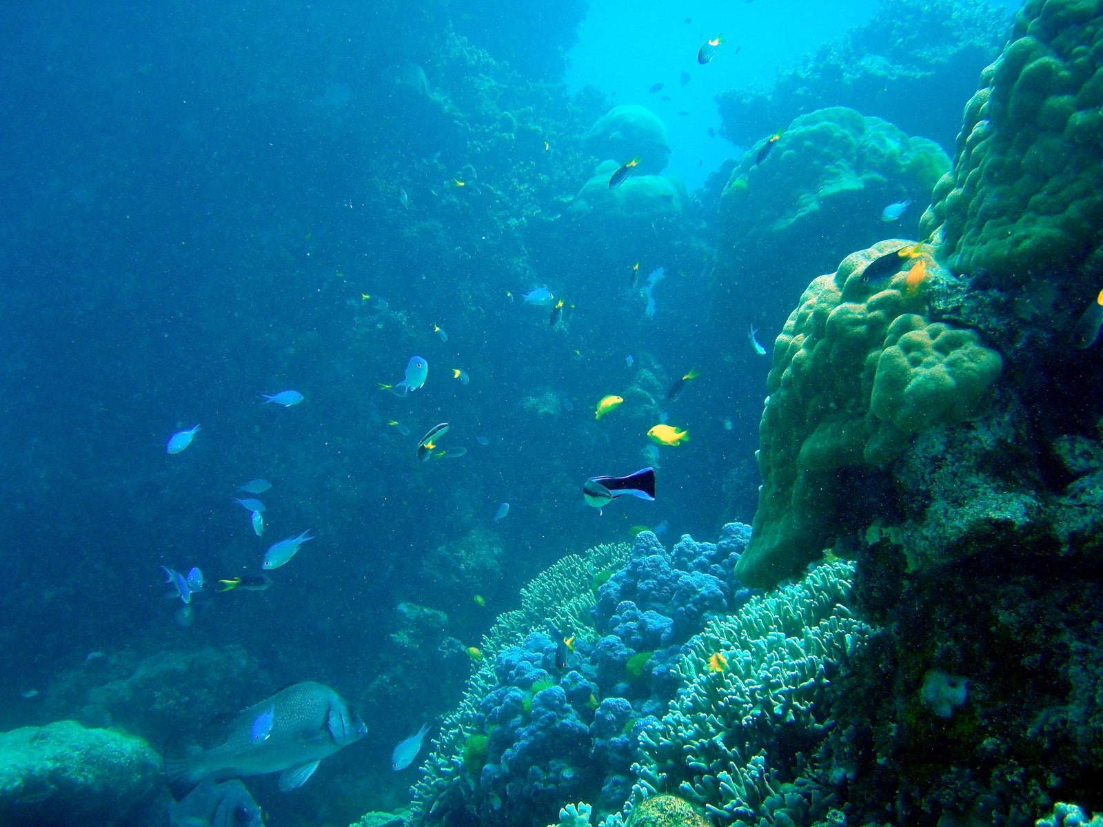 vertebrate, animal wildlife, water, animal, undersea, sea life, marine, school of fish, nature, Reef, animal themes, ecosystem, underwater, Great, sea, HD Wallpaper