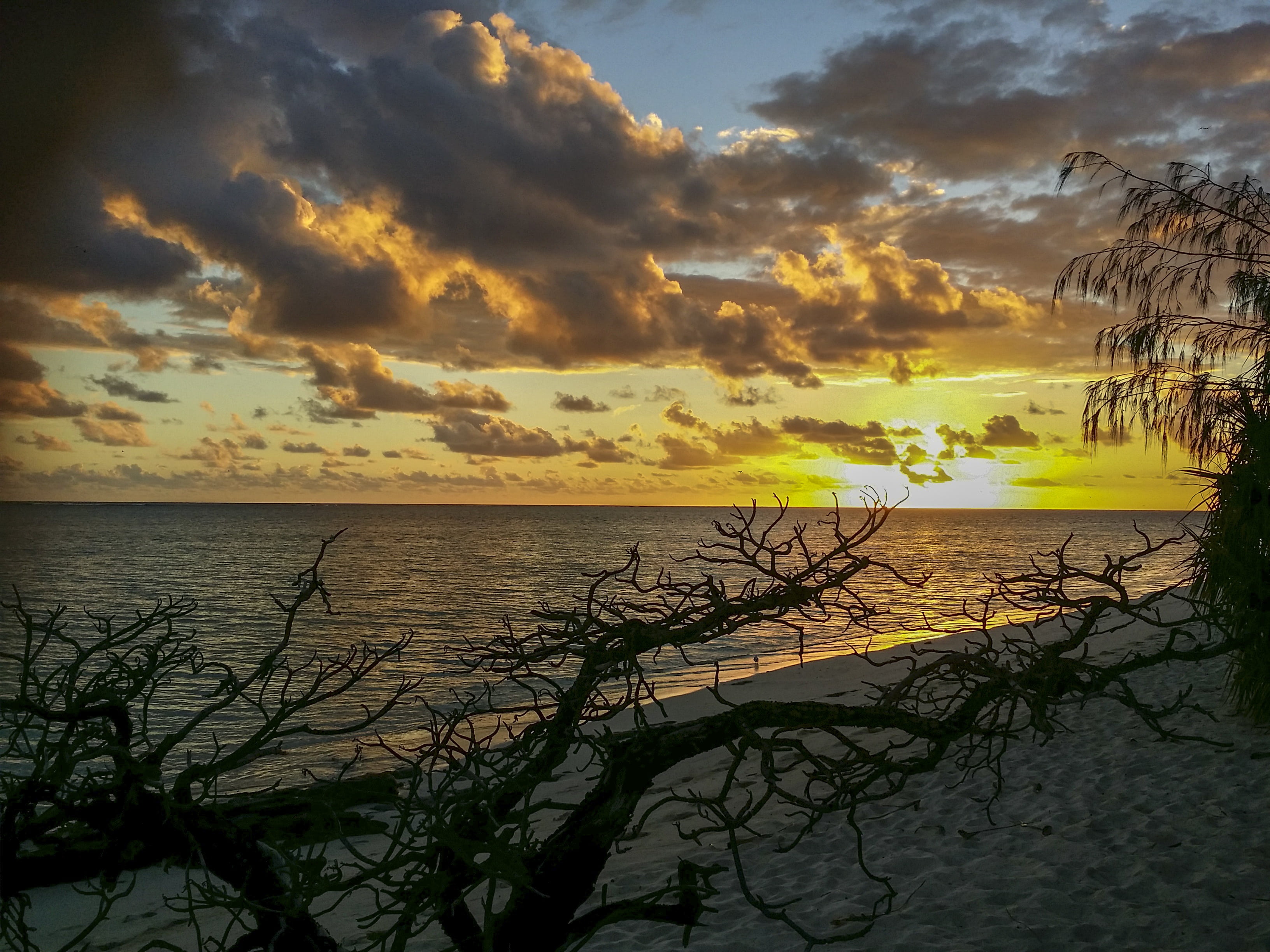 horizon, sunset, beauty in nature, plant, vacation, 2K, reflection, bear, nature, cloud - sky, heron island, australia, summer, near, scenic, tranquility, HD Wallpaper