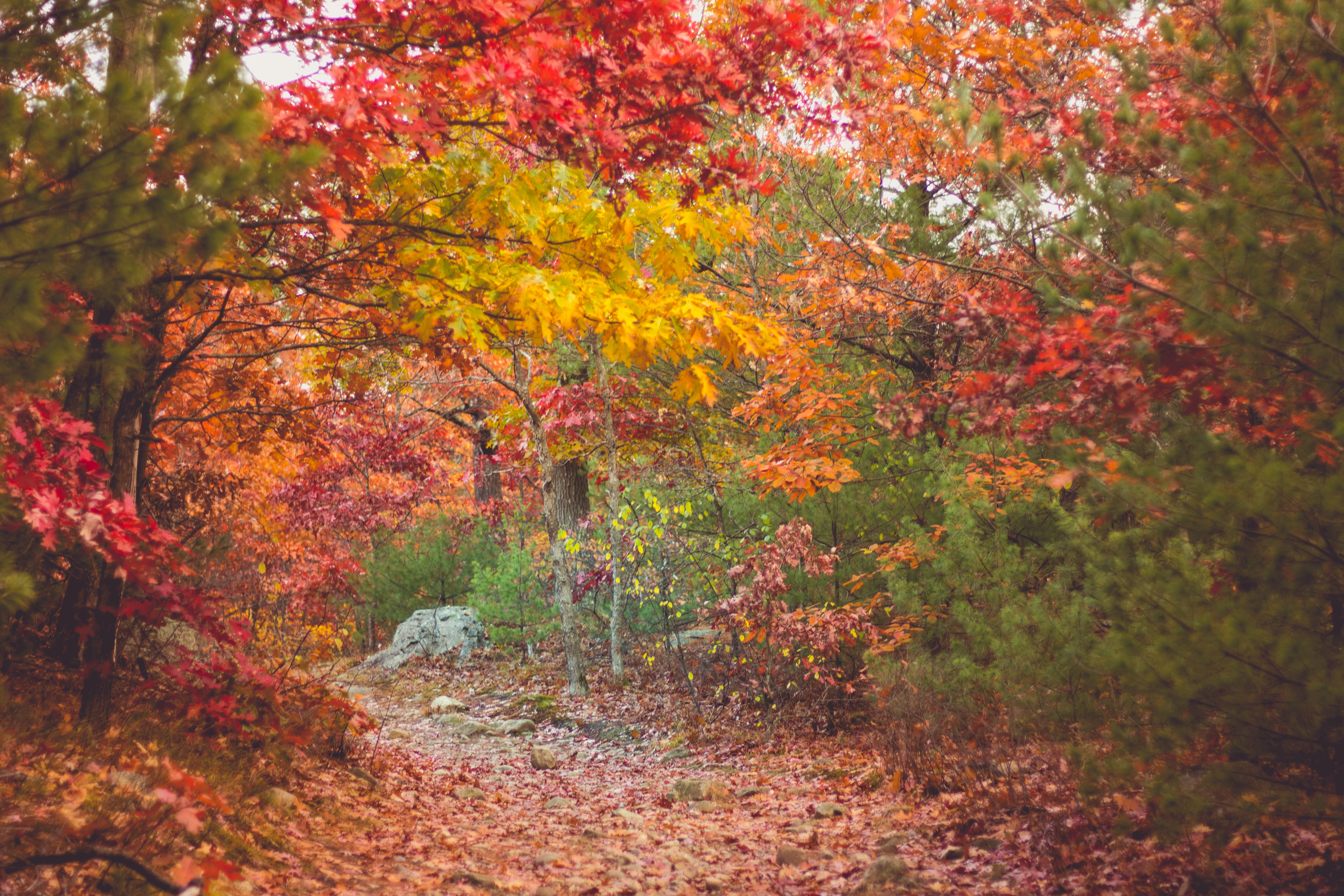 medford, yellow, woods, middlesex fells, no people, outdoors, new england, hiking, day, land, orange, scenics - nature, branch, tranquil scene, tranquility, HD Wallpaper