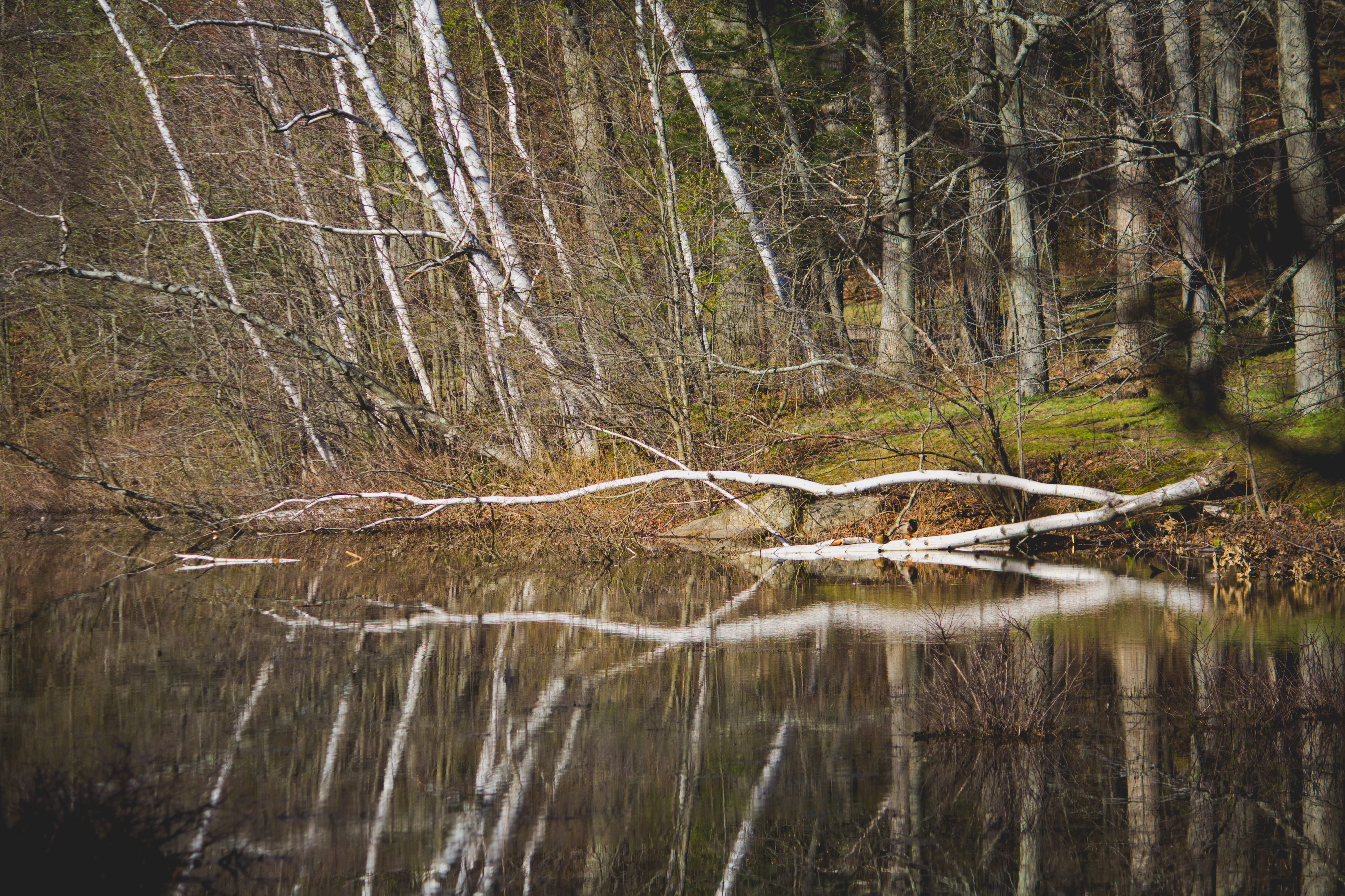 outdoors, water, nature, forest, green, woodland, tree trunk, reflection, tree, 5K, birch, stoneham, plant, beauty in nature, united states, no people, HD Wallpaper