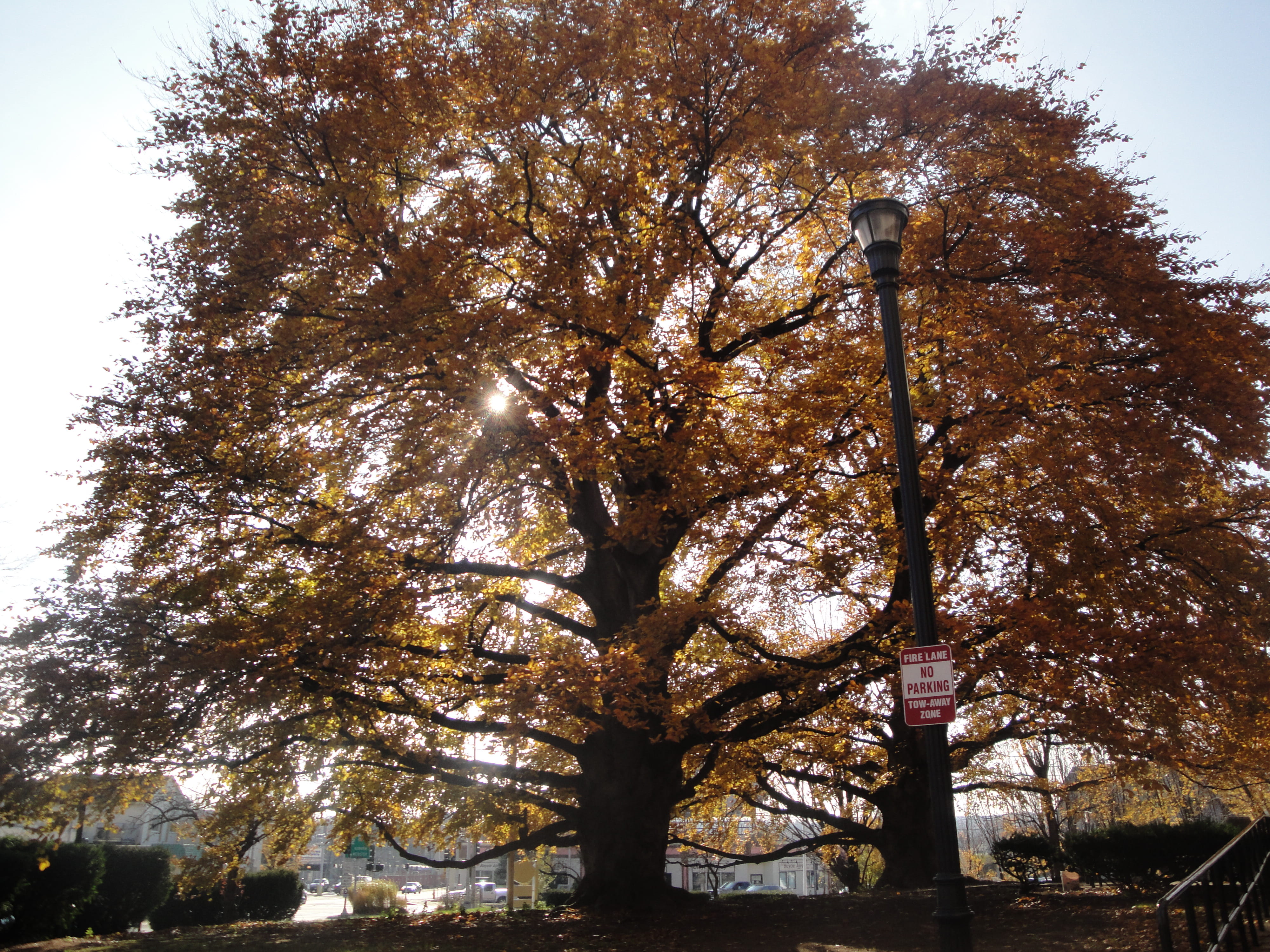 4K, lamp post, tree trunk, clear sky, letrero de  no estacione, golden foliage, sunlight, beauty in nature, follaje doado, day, tall - high, trunk, united states, HD Wallpaper