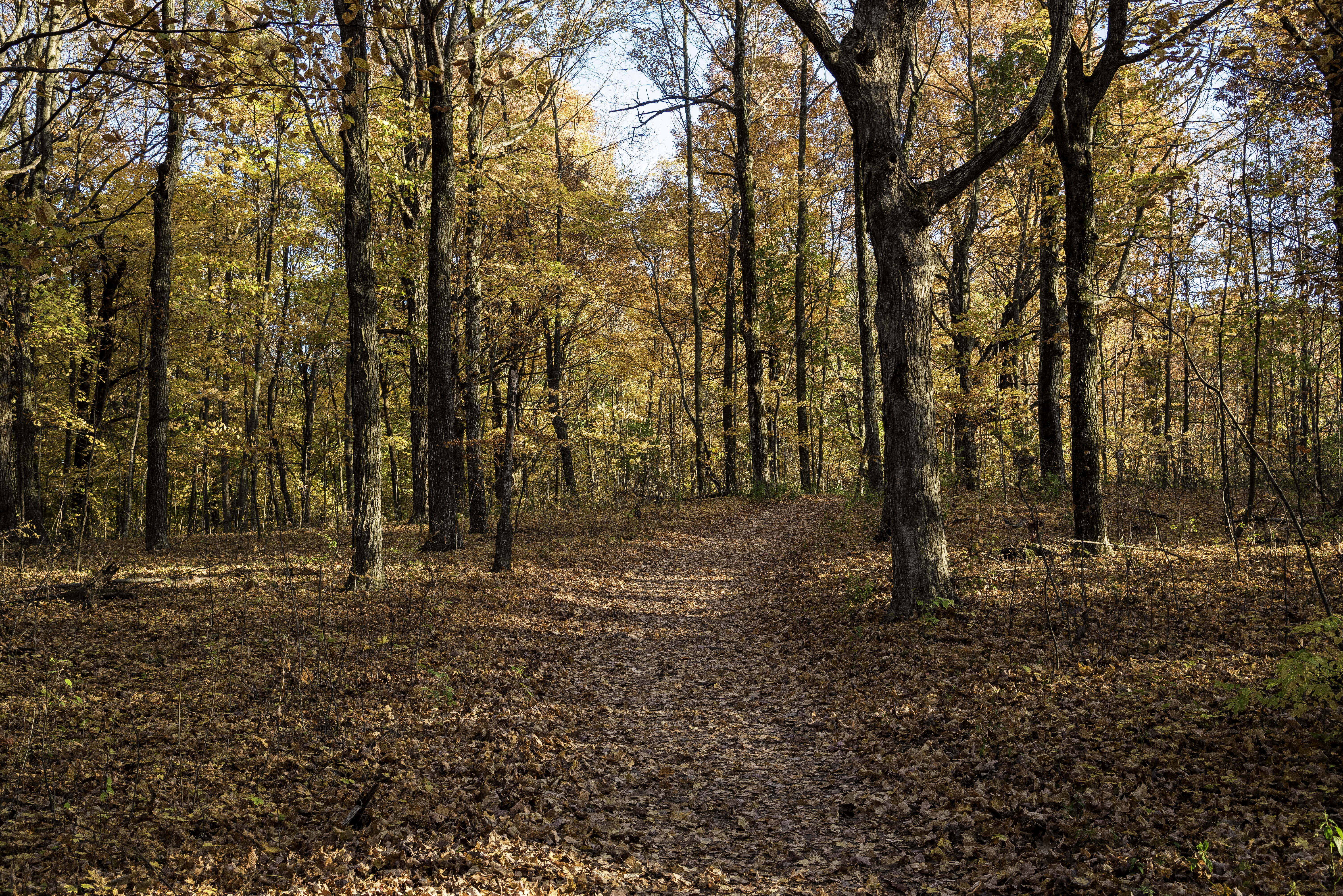 change, footpath, foliage, public domain, pike, Wisconsin, trees, park, green Color, state, season, leaf, non-Urban Scene, forest, landscape, tranquil Scene, HD Wallpaper