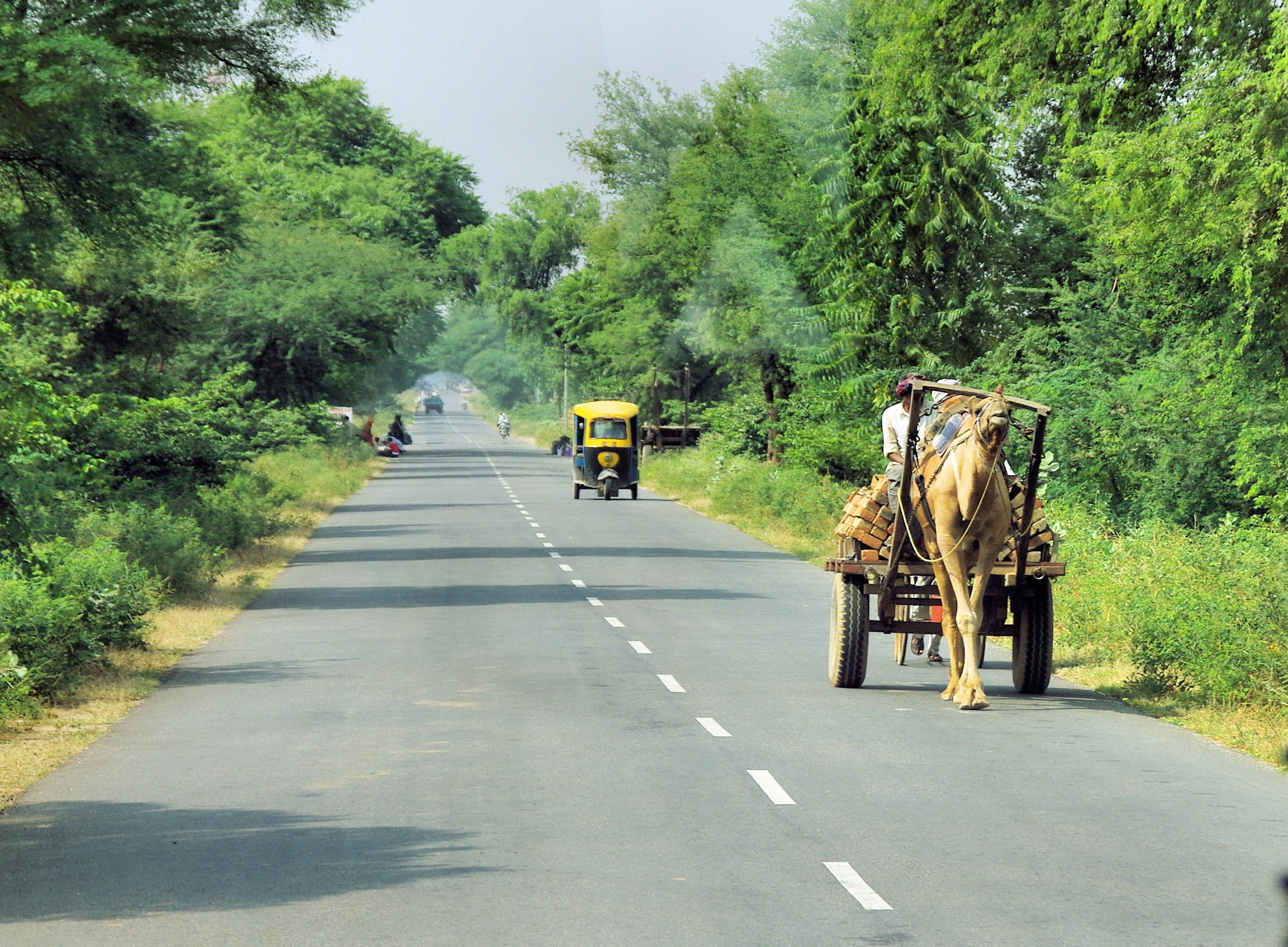india, men, livestock, rajasthan, cart, incidental people, road, charette, city, carriage, 1080P, direction, outdoors, transport, plant, horse cart, travel, HD Wallpaper