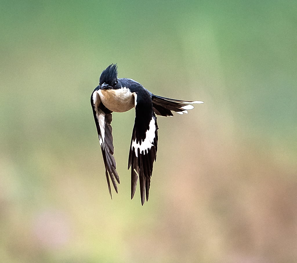 feather, focus, flight, animals In The Wild, Monsoon, animal, Rajasthan, selective, Jacobin Cuckoo, jacobin, beak, Wildlife, bird, Pied Crested Cuckoo, HD Wallpaper