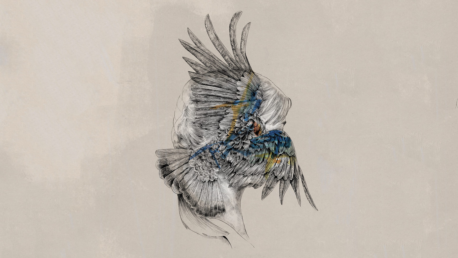 artwork monstercat tut tut child wings feathers, peacock, studio shot, bird, softness, wall - building feature, single object, close-up, creativity, craft, HD Wallpaper