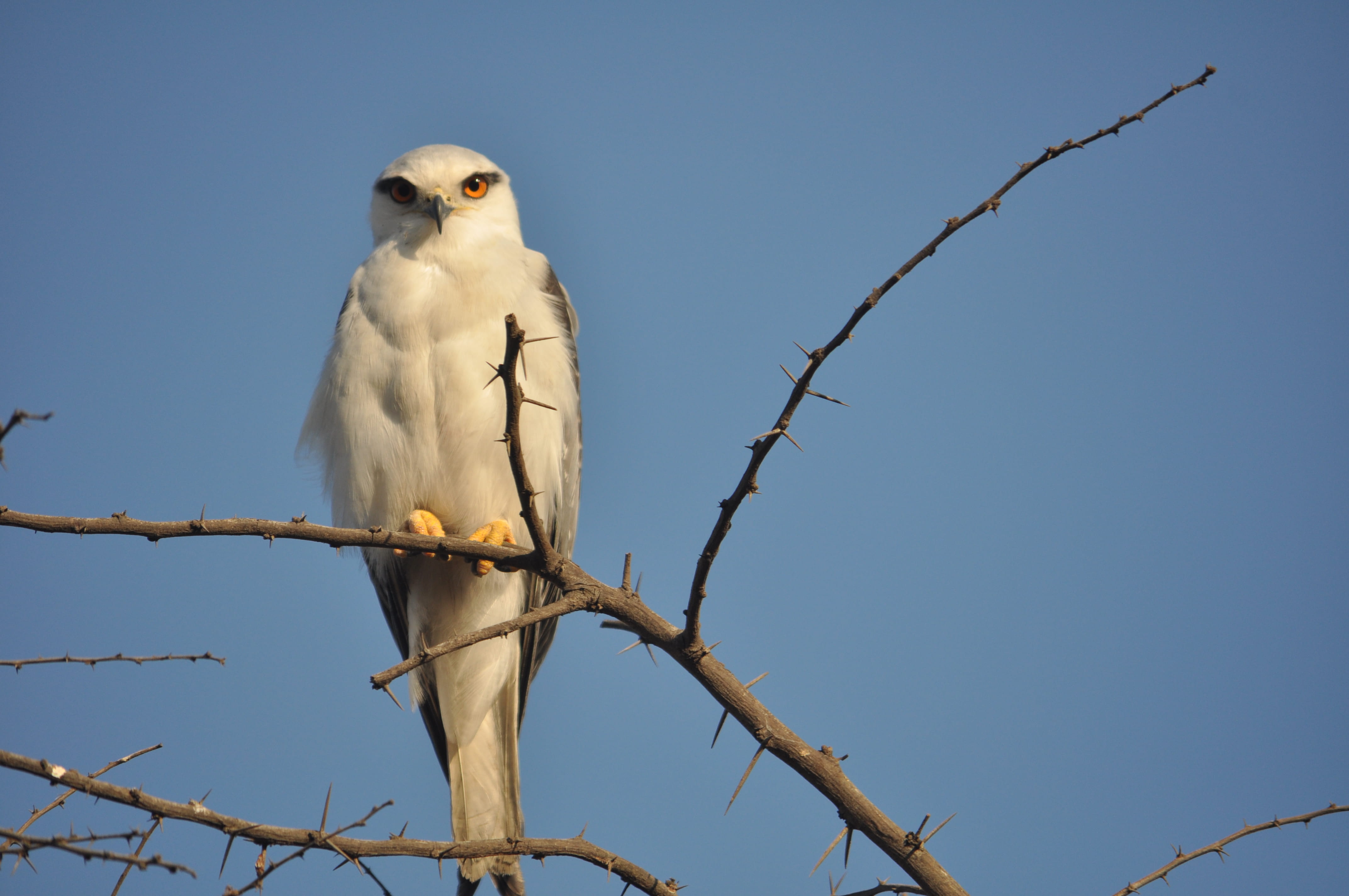 nature, clear sky, perching, one animal, vertebrate, pune, day, sky, low angle view, branch, owl, 4K, animals in the wild, bare tree, eagle, india, animal, HD Wallpaper