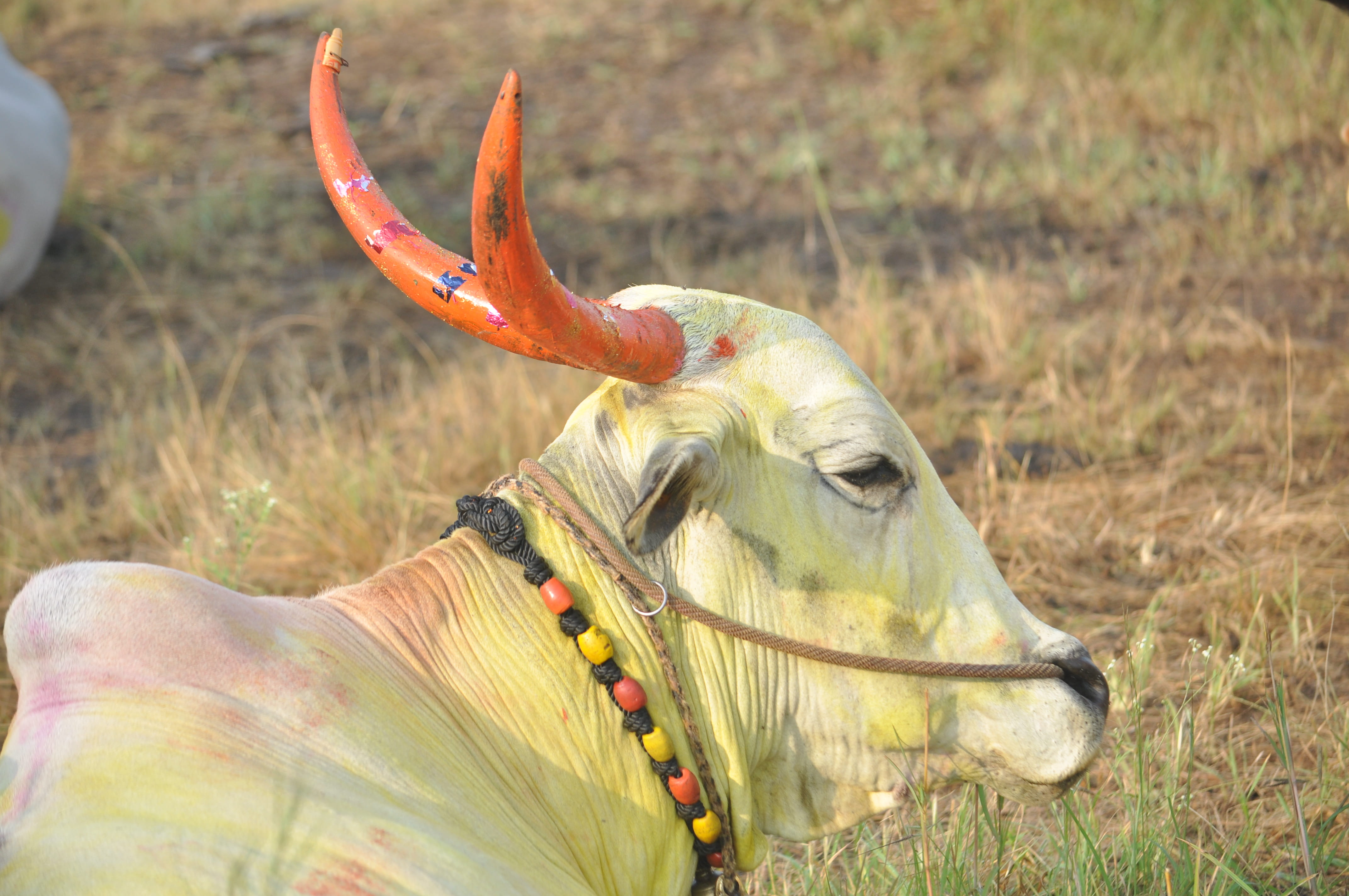 no people, herbivorous, 4K, grass, field, focus on foreground, day, colors, animal head, animal themes, vertebrate, nature, india, land, outdoors, cow, HD Wallpaper